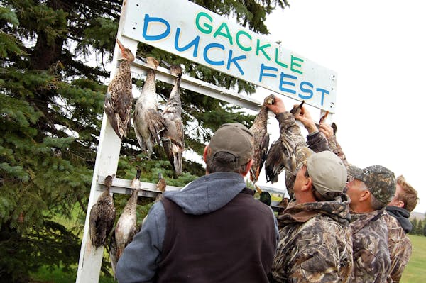Tom Weaver, Jeff Weaver, Jim Johnson and Colin Webster, from left, hung their ducks after check-in at Duck Fest.