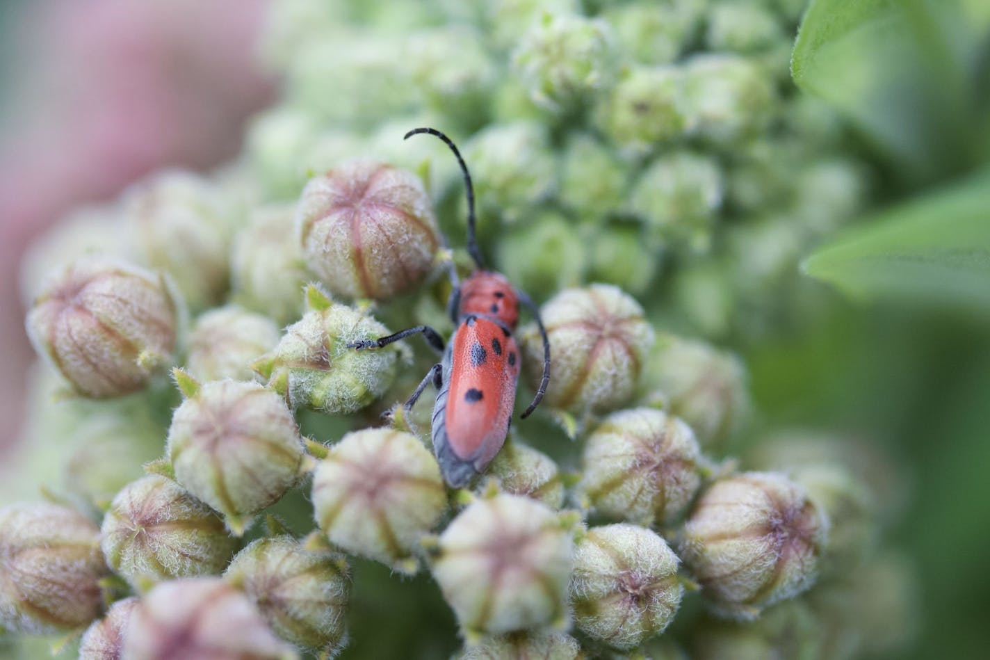 Milkweed longhorn beetle on a milkweed plant