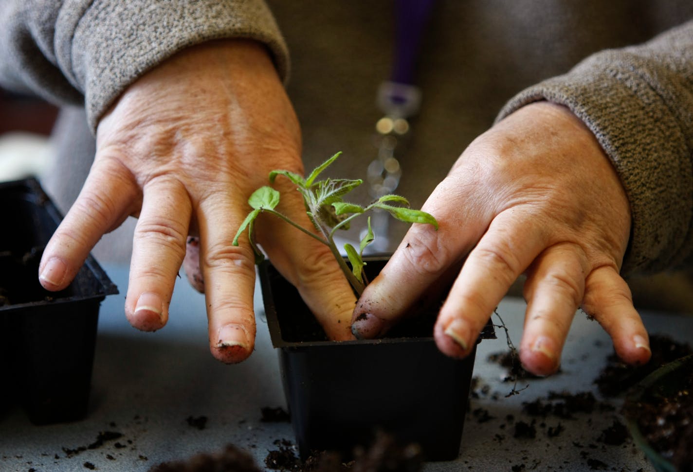 Colette Bednarczyk transplants a tomato plant into a larger container during a horticultural therapy at the Struthers Parkinson Center in Golden Valley.