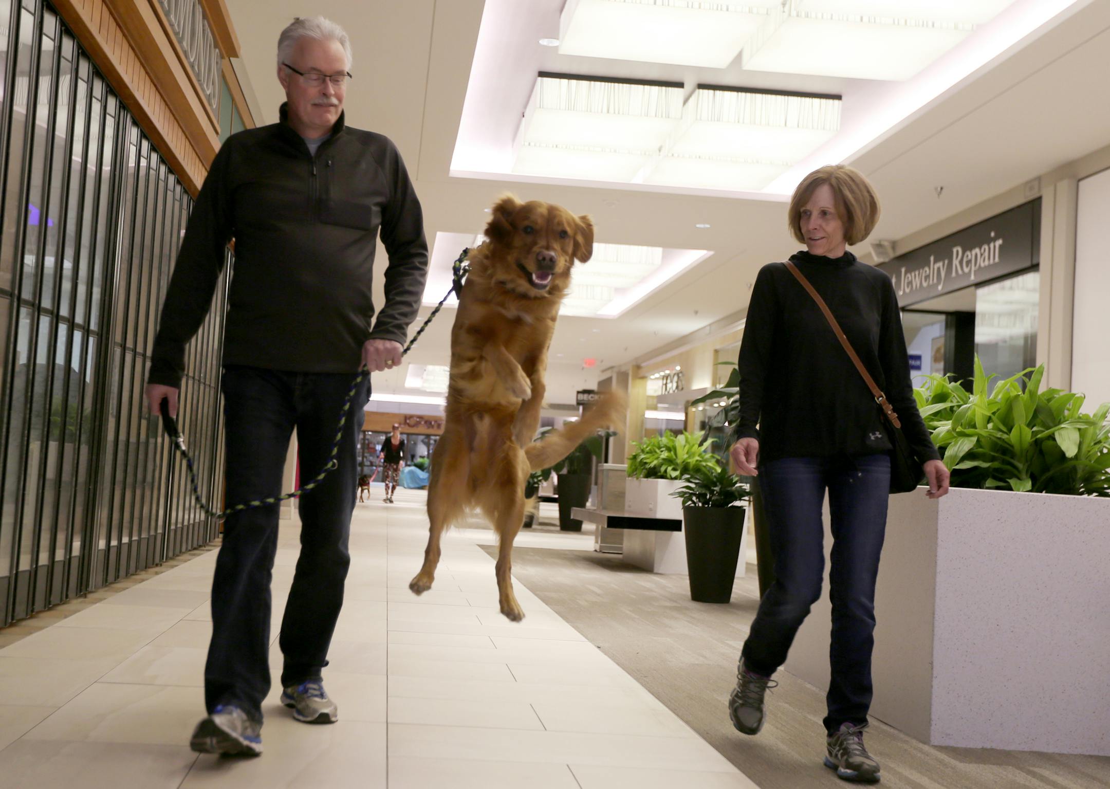 Dave Angell and Mary Angell walk Nash, their 3-year-old golden retriever, on Sunday, March 24, 2018 at Rosedale Shopping Center in Roseville, Minn. The Angell's have been attending the indoor dog-walking hours every Sunday since it started. [Ellen Schmidt • ellen.schmidt@startribune.com