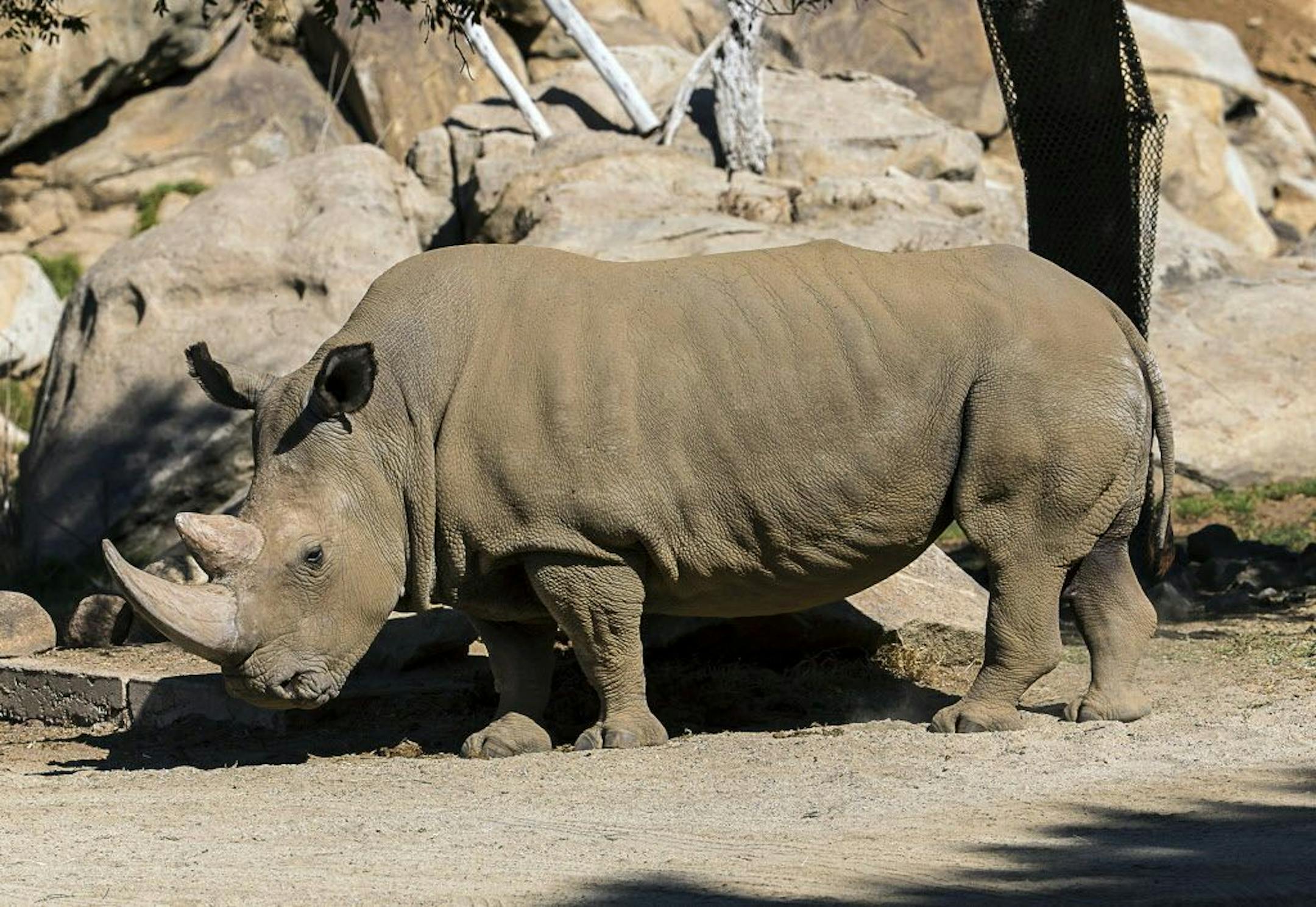 This Oct. 21, 2014 photo provided by the San Diego Zoo shows Angalifu, a northern white rhinoceros at his enclosure at the San Diego Zoo. He died Sunday, Dec. 14.