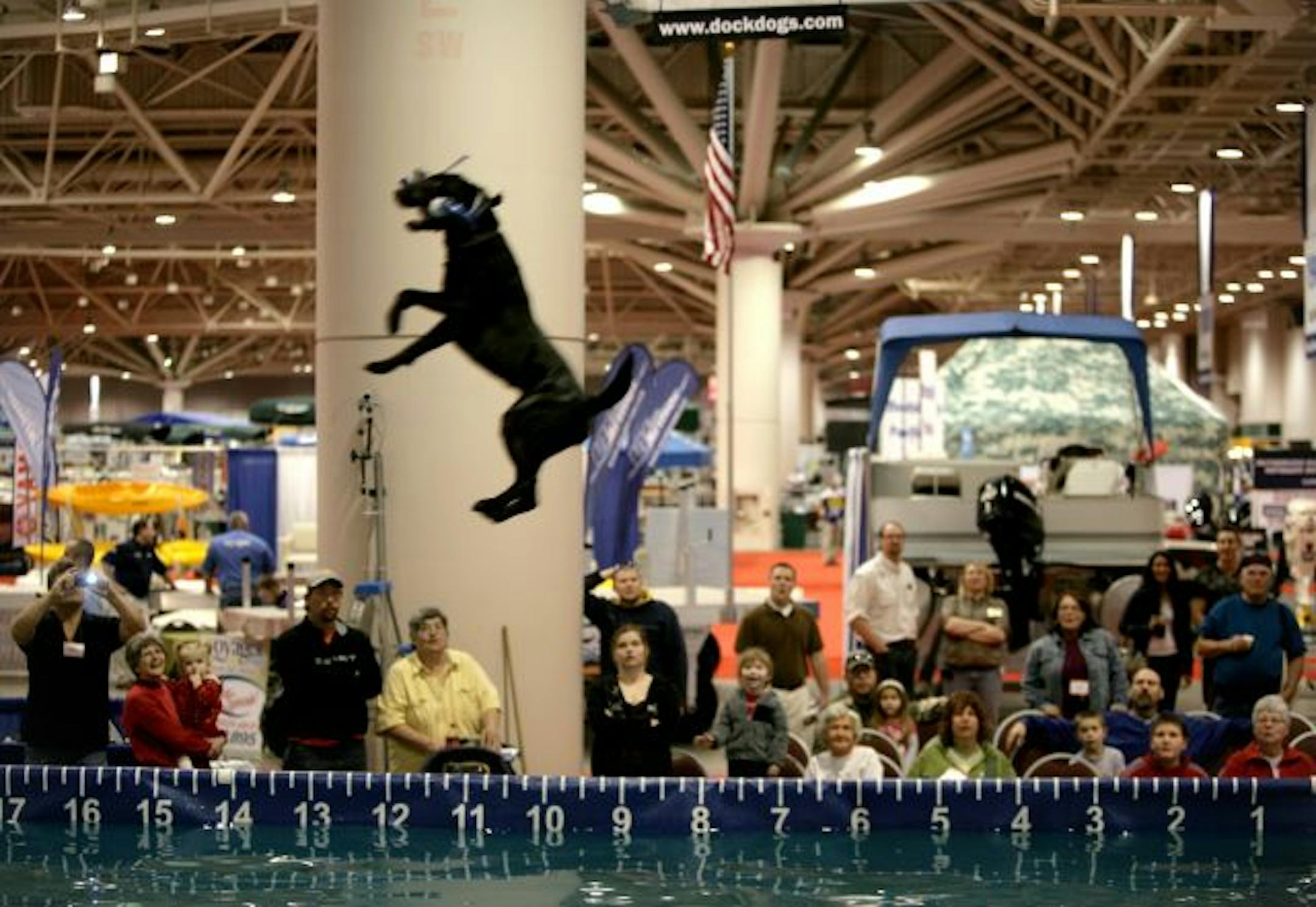 Spectators watched as dogs practiced jumping and retreiving bouys at the Dockdogs booth at the Northwest Sportshow in Minneapolis. For $25, dog owners can bring their dogs to the Convention Center to practice retreiving and compete in a Big Air, Extreme Vertical, and Speed Retrieve competitions. Canine athletes run down a 40-foot dock and jump into a 40-foot long pool filled with 26,000 gallons of water.