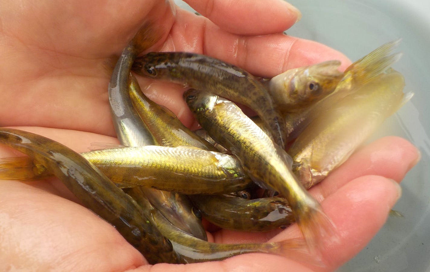 Two new Minnesota walleye studies are out and one of them states that food for tiny walleyes has been reduced by as much as 50 percent in lakes infected with zebra mussels. The walleyes pictured here in the hand of a researcher are from Lake Winnibigoshish.