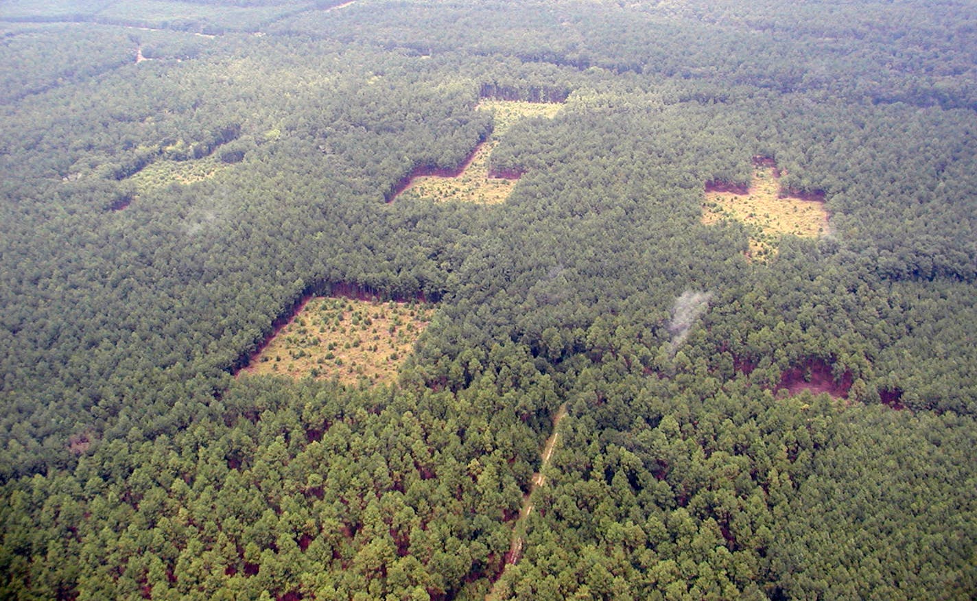 Photo credit: Ellen Damschen Aerial view of a conservation corridor experiment in South Carolina shows four "patches" of habitat carved from pine forest. Ellen Damschen and colleagues measured and modeled how wind moves seeds through habitats with different shapes. They saw the greatest movement among the dumbbell-shaped patches, which are connected by a conservation corridor.