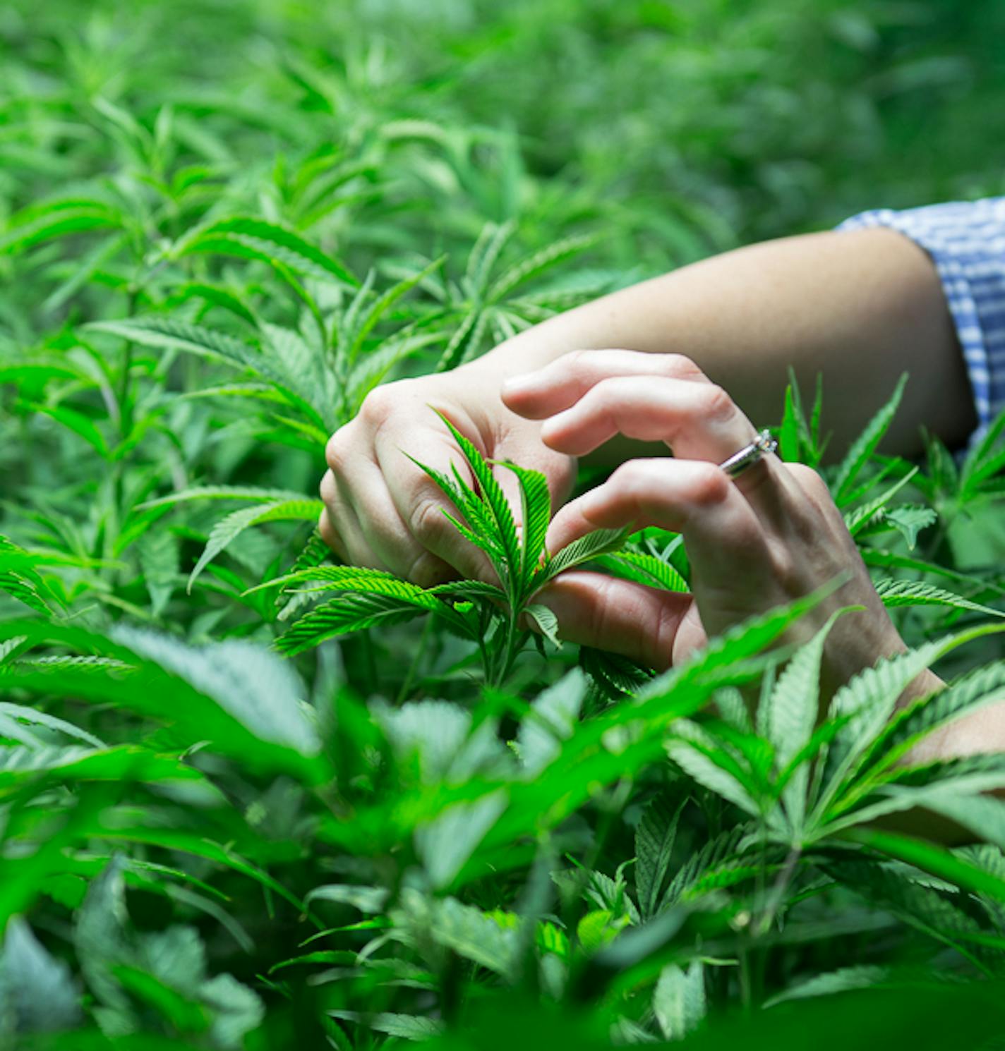 A MinnMed cultivator inspects medical cannabis plans in the Otsego Minnesota natural greenhouse facility&#xee;