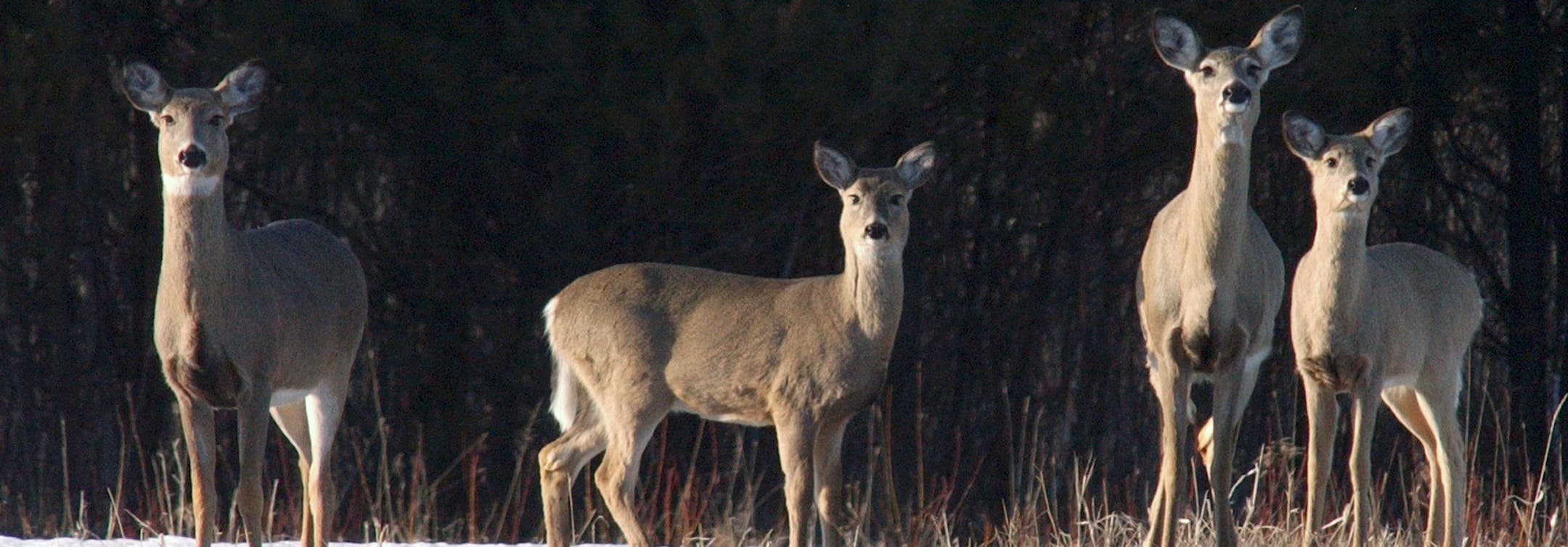 FILE - In this March 23, 2004 file photo, whitetail deer watch motorists pass by on County Road 11 west of Aitkin, Minn. The Minnesota Court of Appeals says a man who had a loaded weapon while he was concealed in a deer blind was "pursuing" deer under state law &#xf3; and he needed a hunting license. The ruling issued Monday, Dec. 23, 2013 stems from a 2011 case in which a man was cited in Stearns County for hunting without a license. (AP Photo/Brainerd Daily Dispatch, Steve Kohls), File