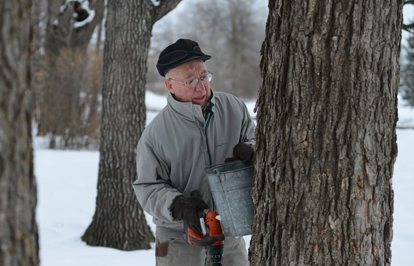 Roger Schmidt, hung a bucket getting ready for this sugaring season. ] Roger Schmidt, 86, taps maple trees behind his home in Plymouth. His family has been doing it there since the 1880s. Last year Roger Schmidt tapped 54 trees and had a very good year with a high sugar content to the sap. The sap begins to run as the frost leaves the ground, so far the sap has not been running Richard.Sennott@startribune.com Richard Sennott/Star Tribune Plymouth, Minn. Wednesday 3/19/2014) ** (cq)