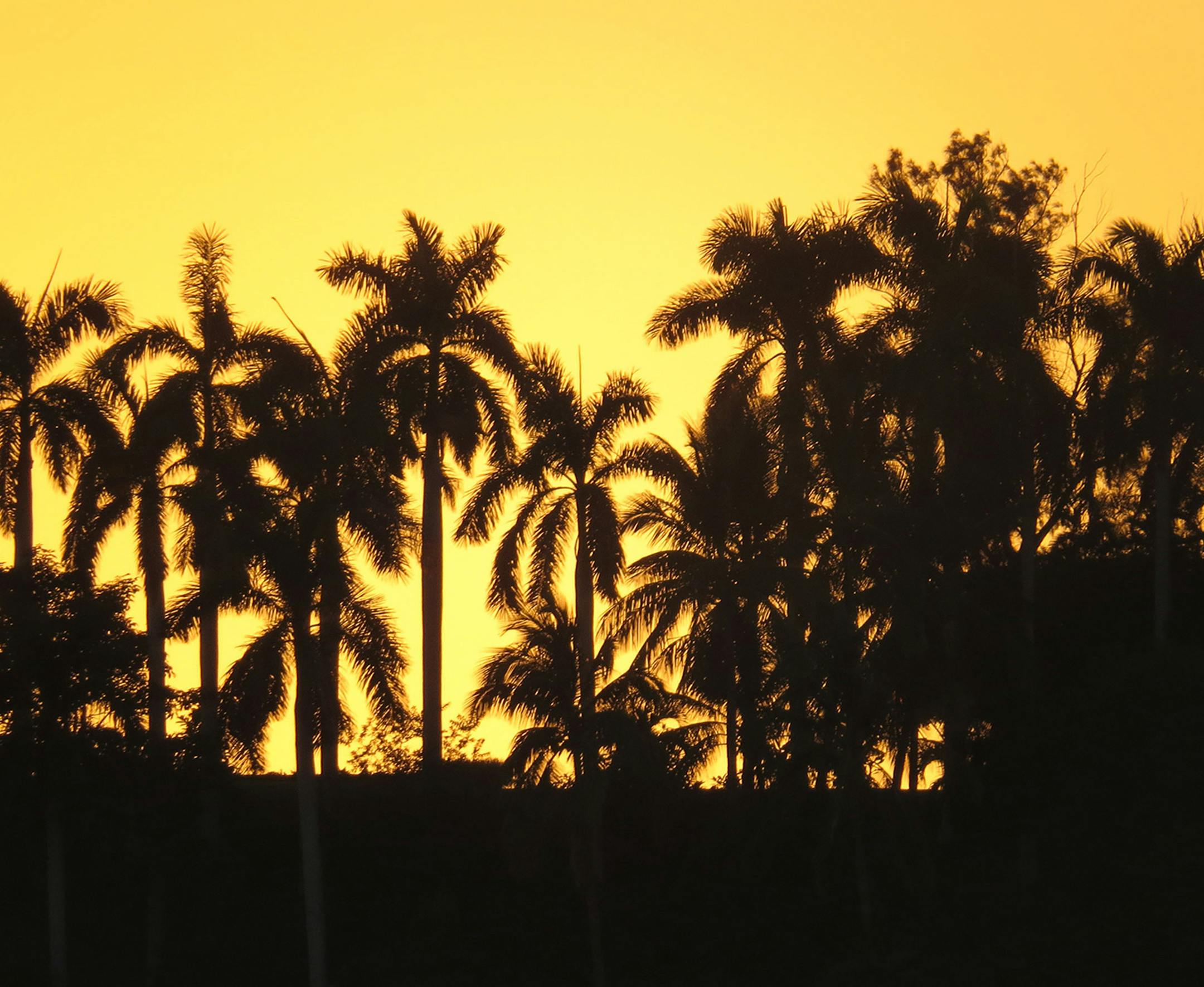 Golden Sunset The traveler: Linda Van Arsdale of Ham Lake The Scene: In December 2016 our cruise ship sailed out of Mazatlan headed north to Cabo San Lucas. The timing was perfect for sunsets. I had never seen sunsets with such a golden hue because Minnesota sunsets seem to be more in the pink/red catagory. This picture showed the silhouettes of palm trees with the beautiful sky behind them. The trip: My husband and I were on a Princess cruise of the Mexican Riviera and had been told to be ready