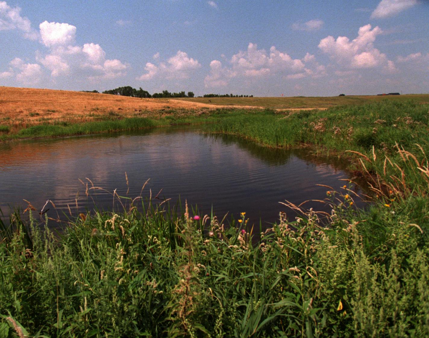 The newly constructed Prairie Wetlands Learning Center (PWLC) will have a grand opening on Saturday, August 8. Checking out some of the unique features of the prairie pothole ecosystem, along with the new buildings in the $3 million project. -- One of the 35 prairie potholes that dot the 325 acre site. The potholes range in size from 1/10 of an acre to 20 acres. Some are dry this time of year; those smaller potholes, however, collect early spring melt and provide a stopping place for migrating s