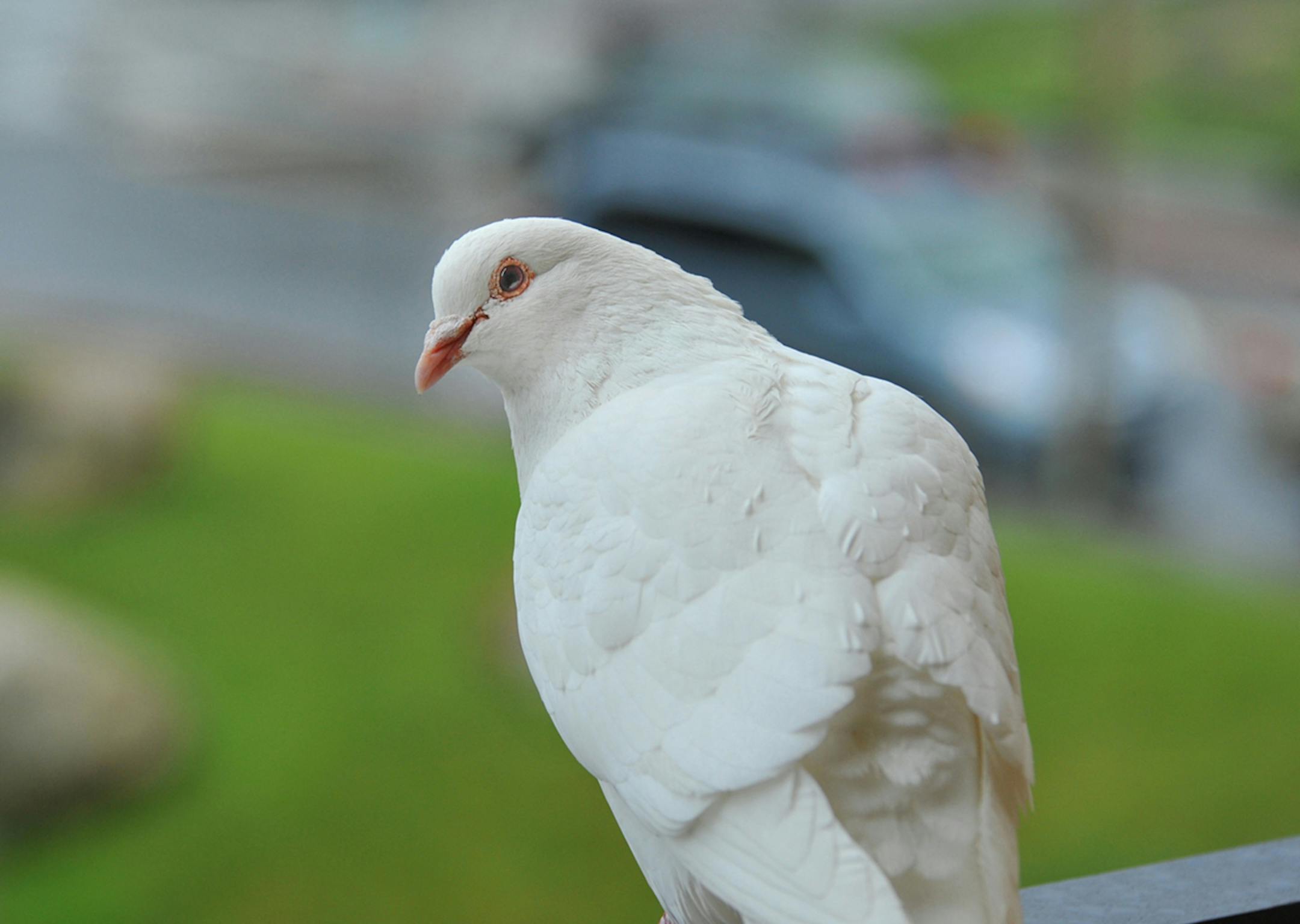 Pigeon, white Jim Williams, special to the Star Tribune