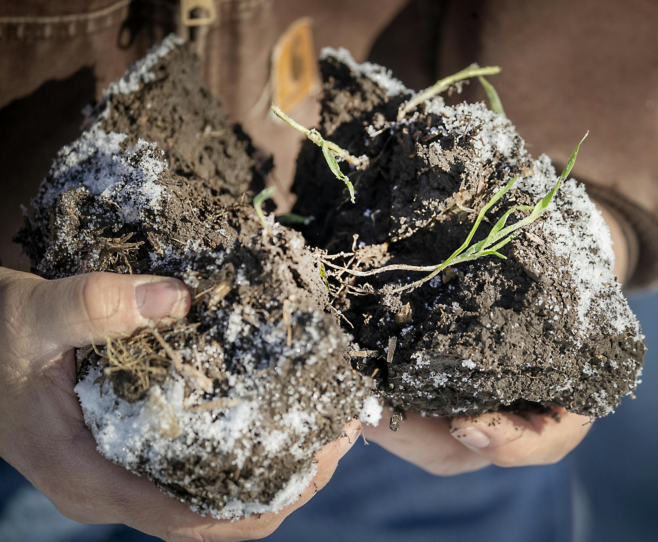 Tim Little dug up one of his fields planted with cereal rye, a cover crop, Wednesday, December 11, 2019 in Faribault, MN. ] ELIZABETH FLORES &#x2022; liz.flores@startribune.com