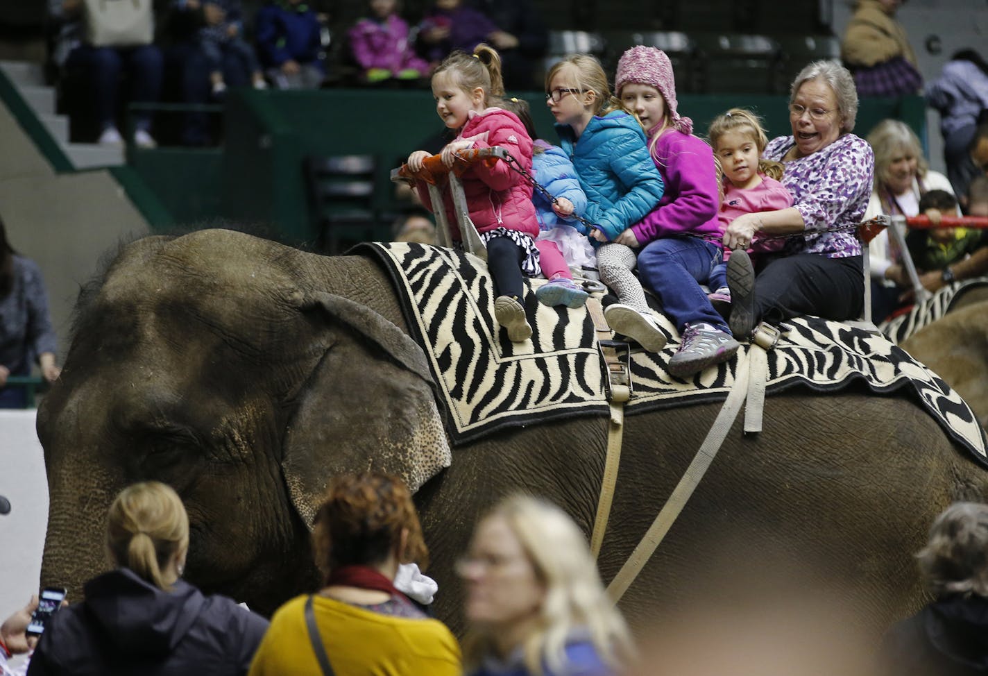 Spectators can ride elephants at tAt the St. Paul Osman Shrine Circus held at the Coliseum on the State Fairgrounds. A ride costs $10. Organizers view the elephant show and rides as highlights, and worry that as more cities ban exotic animal shows, elephant appearances will phase out here, too.] Richard Tsong-Taatarii/rtsong-taatarii@startribune.com