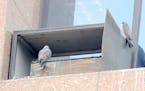 Two young Peregrine Falcons on I-394-Hwy 100 building