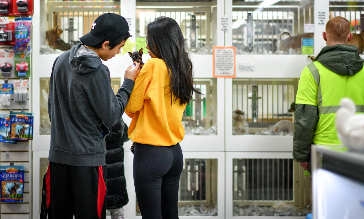 Nate Vo and Mari Gavino held some of the dogs for sale at Roseville Pet Store in the HarMar Mall. ] GLEN STUBBE &#x2022; glen.stubbe@startribune.com Tuesday, March 14, 2017 Roseville as expected passed an ordinance late Monday forbidding pet sales from breeders in pet stores, a first for the state that was hailed by animal welfare activists. This pet store has traditionally sold pets from breeders. The pet store, which is the focus of a new Roseville ordinance banning sale of pets from breeders,