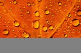 Dew drops on a maple leaf in Winona, MN Minnesota State of Wonders travel