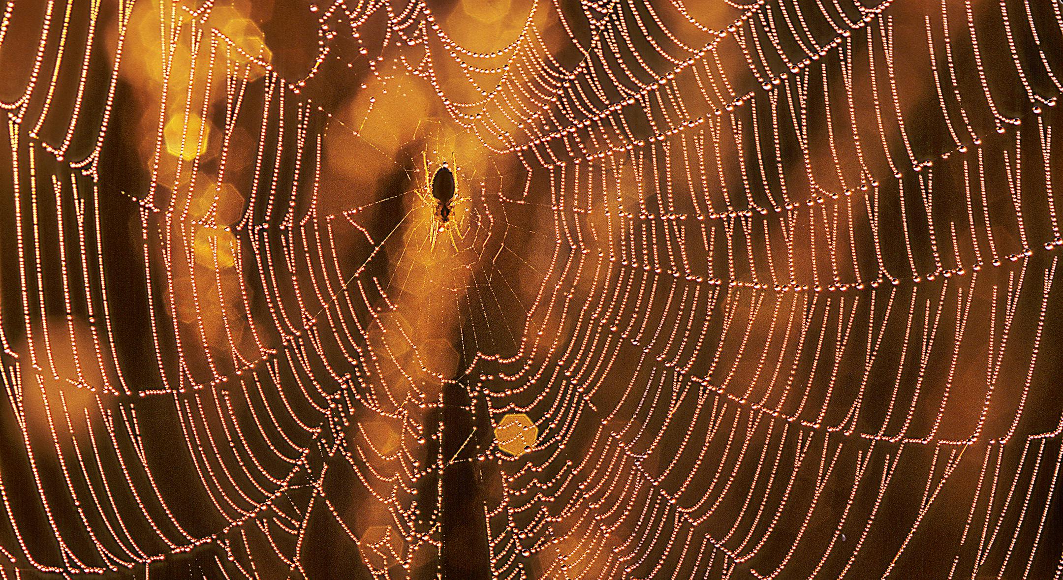 Tiny dew drops accentuate this orb weaving spider's web.