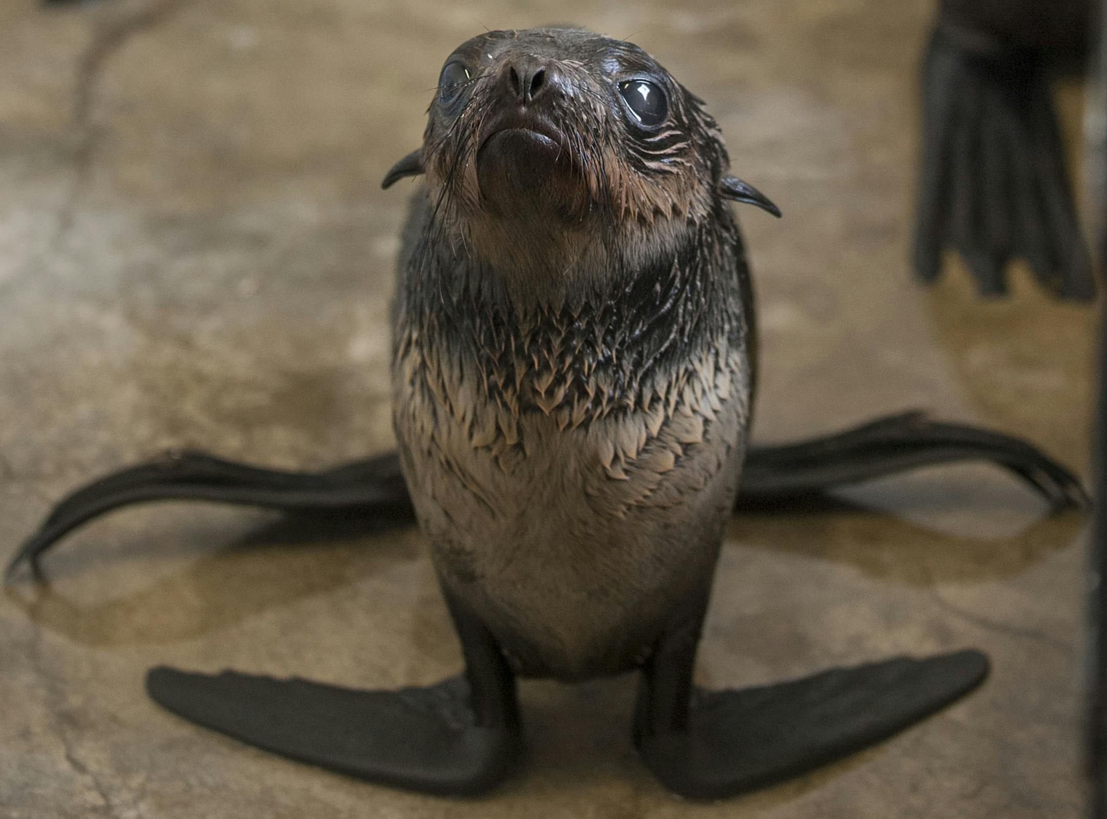 Recovering Northern Fur Seals await a meal at Pacific Marine Mammal Center in Laguna Beach, Calif. (Ana Venegas/Orange County Register/TNS)