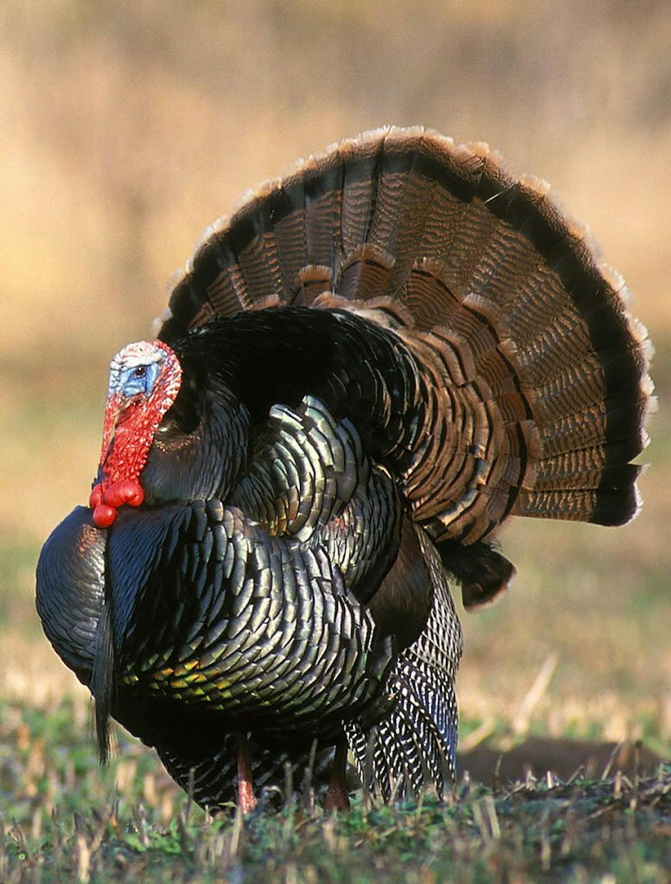 A tom turkey