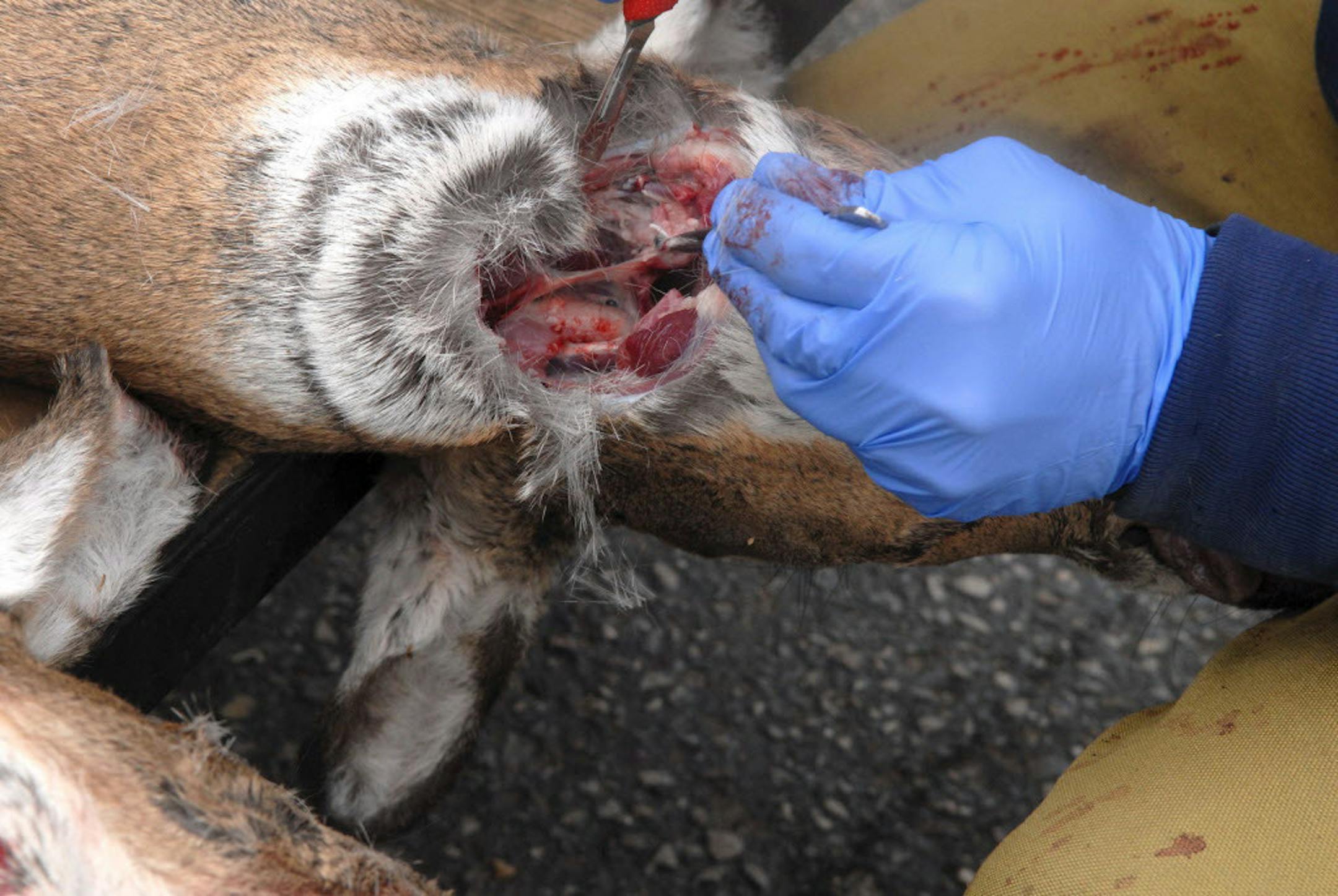DNR wildlife technicians remove lymph nodes from deer to check them for chronic wasting disease (CWD). The glands are sent to Colorado State University to be tested for CWD. Credit: Dennis Anderson, Star Tribune