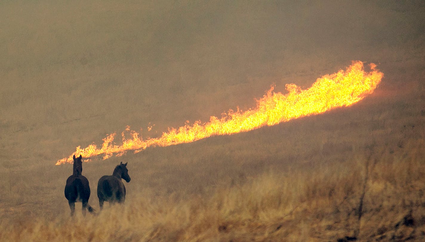 Flames from a wildfire approach a pair of horses in a field Monday, Oct. 9, 2017, in Napa, Calif. Wildfires whipped by powerful winds swept through Northern California early Monday, sending residents on a headlong flight to safety through smoke and flames as homes burned. (AP Photo/Rich Pedroncelli)