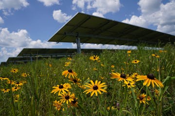 Solar panels collected energy from the sun surrounded by native prairie and flowers like these black-eyed Susans planted at one of Enel’s solar farm