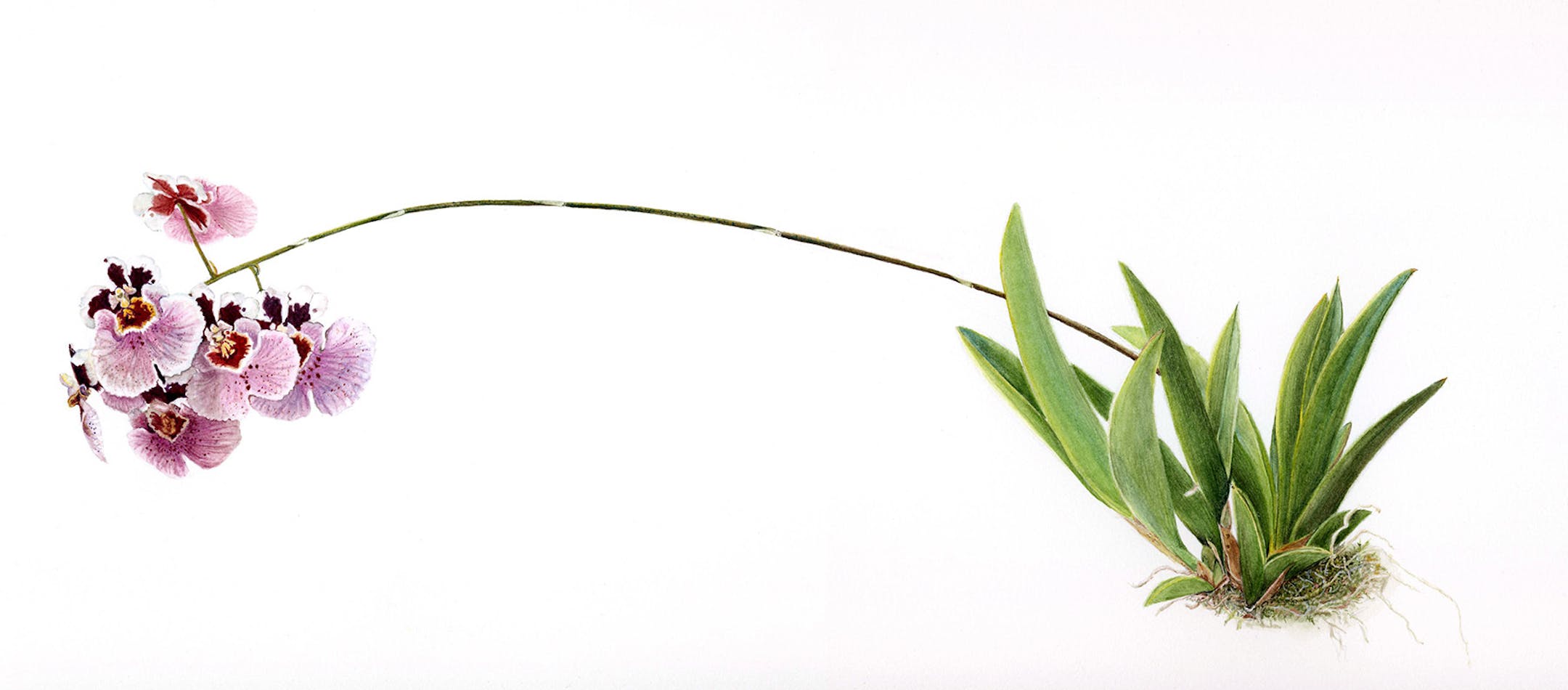 Part of the "Drawn From Nature" exhibit at the Bakken Museum. Tolumnia sp. | Orchid | Janet Goltz | watercolor