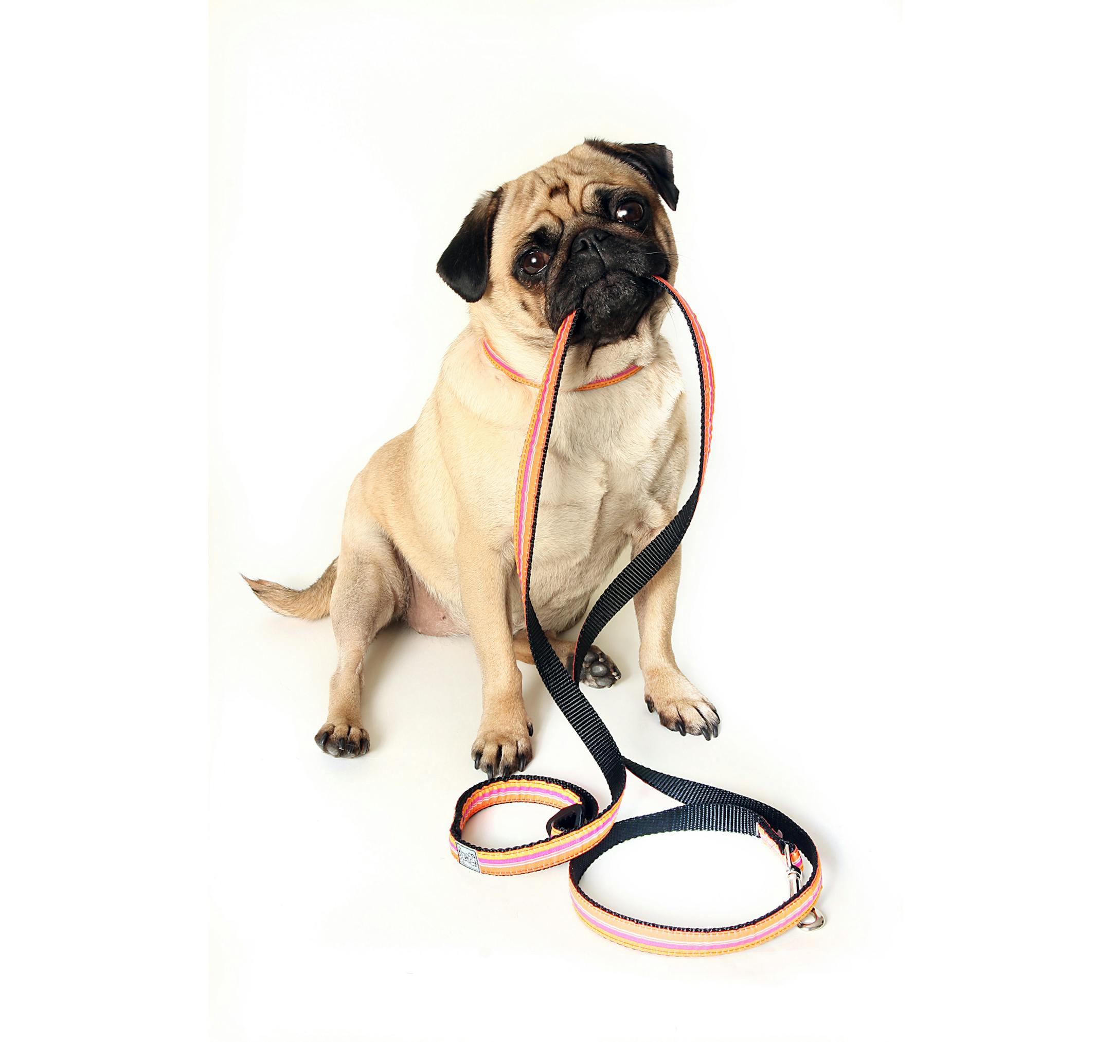 Visual signals help you communicate with a deaf pet.