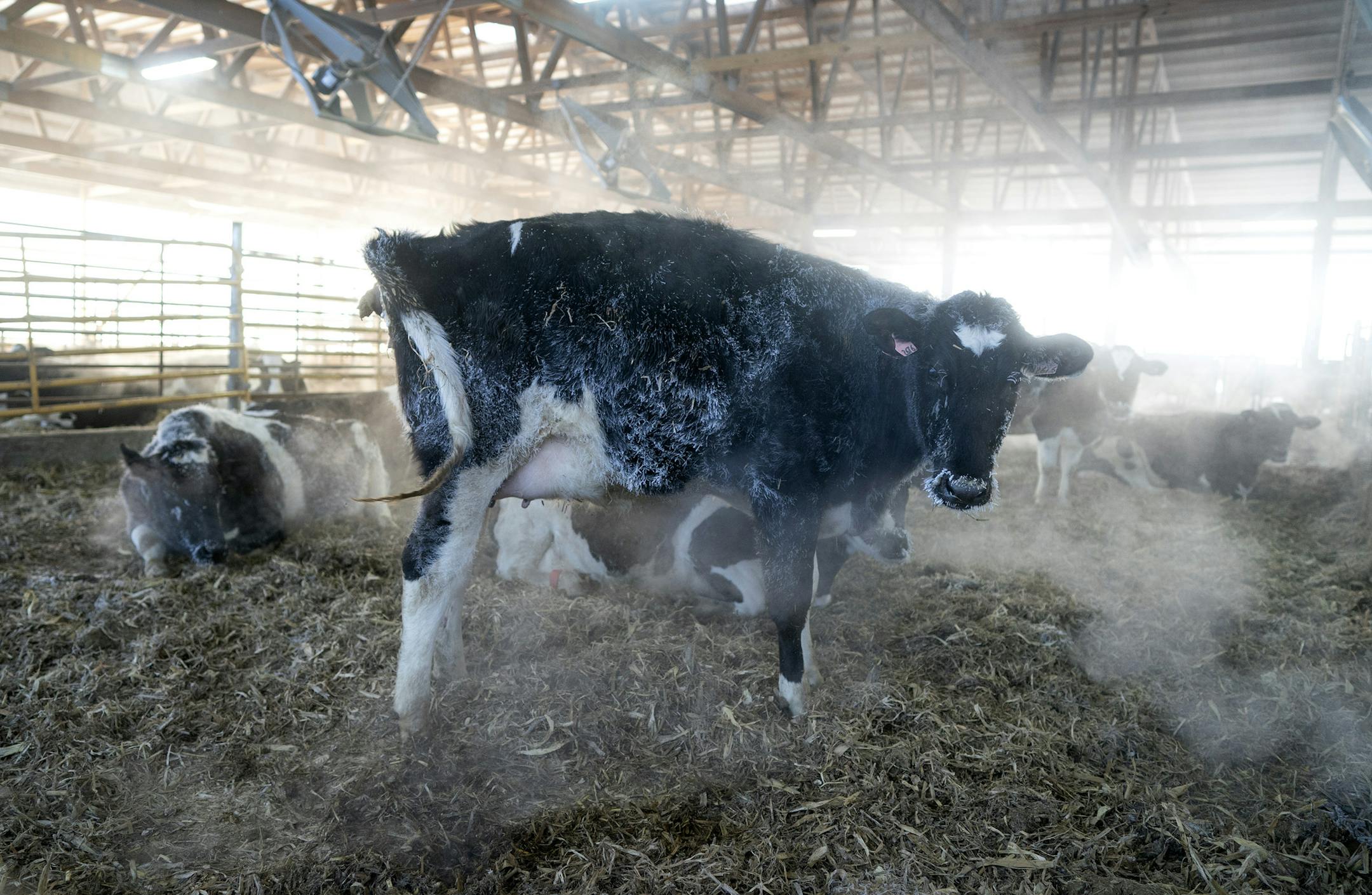 The outside temperature was -28 degrees at Metogga Lake Dairy early Wednesday morning Jan. 30, 2019 in New Prague, Minn. The Pieper family dairy farm has been around since 1973, and this morning starting a 4am the milked 412 cows, producing 4000 gallons of milk. (Jerry Holt/Minneapolis Star Tribune/TNS) ORG XMIT: 1265691