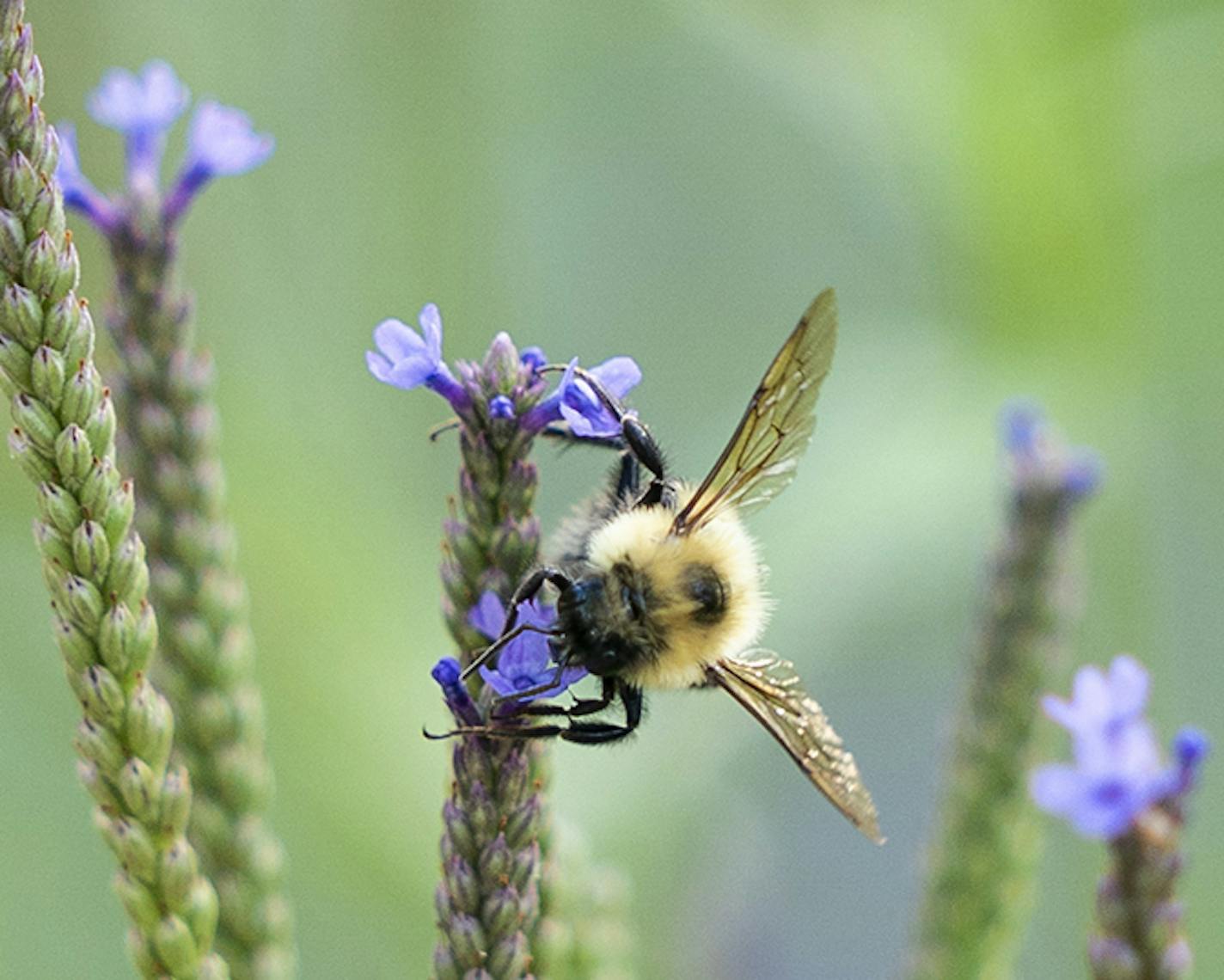 A bee feasts on a blue vervain flower in Paul Gardner's native rain garden. ] LEILA NAVIDI &#x2022; leila.navidi@startribune.com BACKGROUND INFORMATION: Shoreview resident Paul Gardner's family uses just 60 gallons of water a day compared to 300 for the average family of four. Gardner shows off some of his water saving methods in his home in Shoreview on Thursday, August 1, 2019.