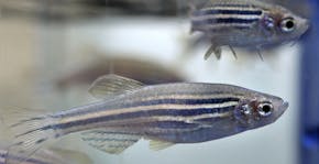 In this Monday, Aug. 14, 2017 photo zebrafish swim in a container at a laboratory at Boston Children's Hospital, in Boston. The lab has about 300,00 z