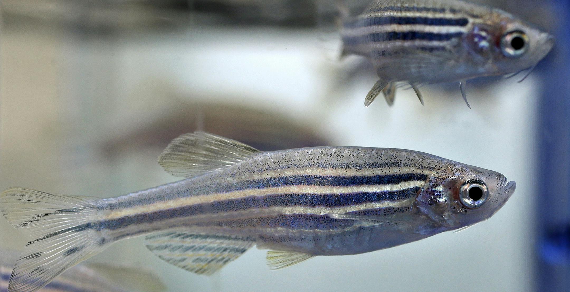 In this Monday, Aug. 14, 2017 photo zebrafish swim in a container at a laboratory at Boston Children's Hospital, in Boston. The lab has about 300,00 zebrafish at the location which are used in stem cell research. Democratic Gov. Deval Patrick pushed through a $1 billion, 10-year life sciences initiative that helped pay for the stem cell program at the hospital. (AP Photo/Steven Senne) ORG XMIT: MASR202