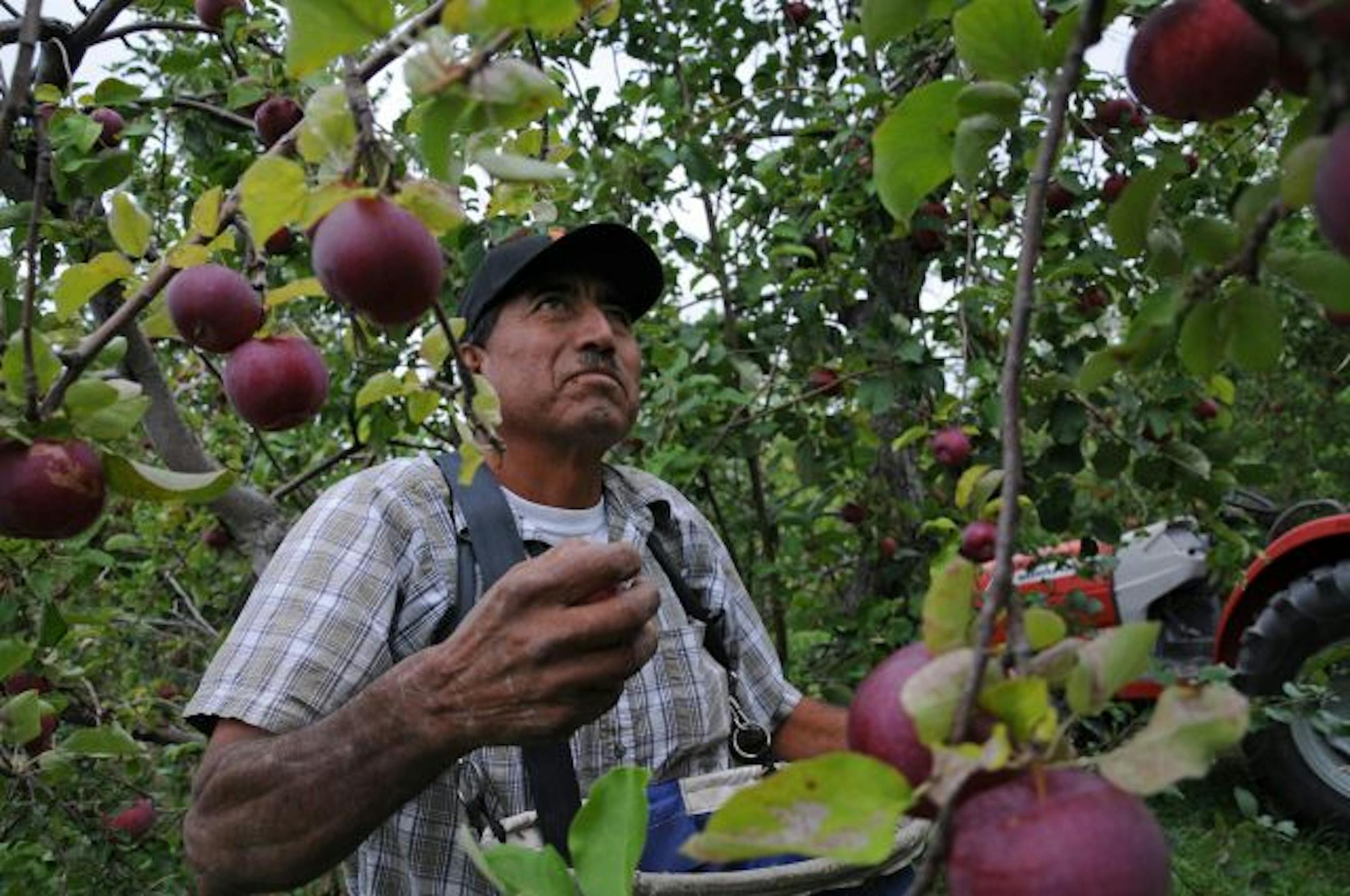 Jordan, Mn. 9/3/10 Minnesota Harvest orchard is closing it's doors at the end of the apple season. Evalisto Spitia is the orchards best picker who can hand pick 20 bushels an hour.