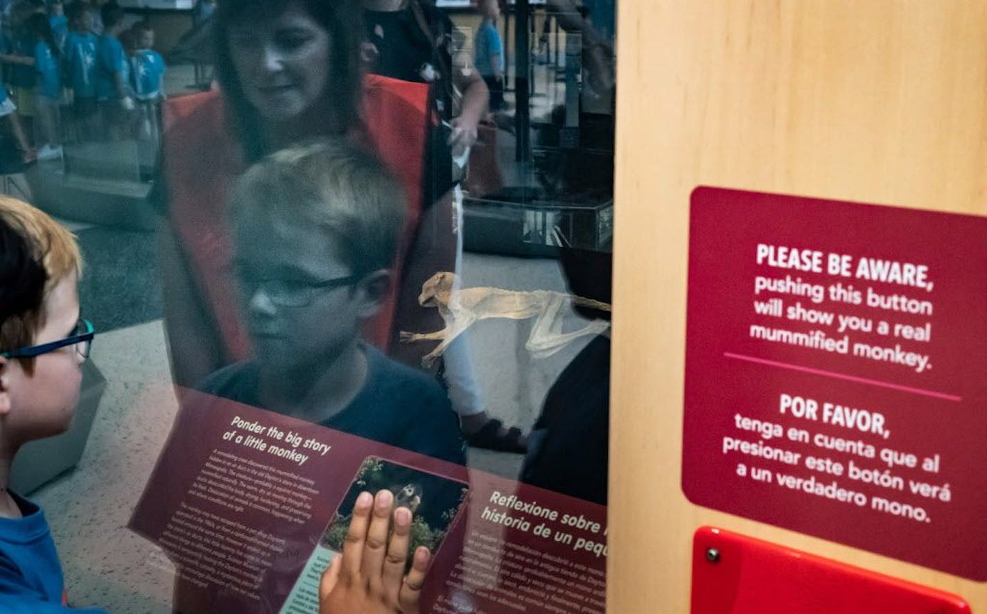 Matias Torniainen, 8, looked at the Dayton's monkey with his mom Shelly on a field trip. The mummified Dayton's monkey is now on display at the Science Museum of Minnesota.