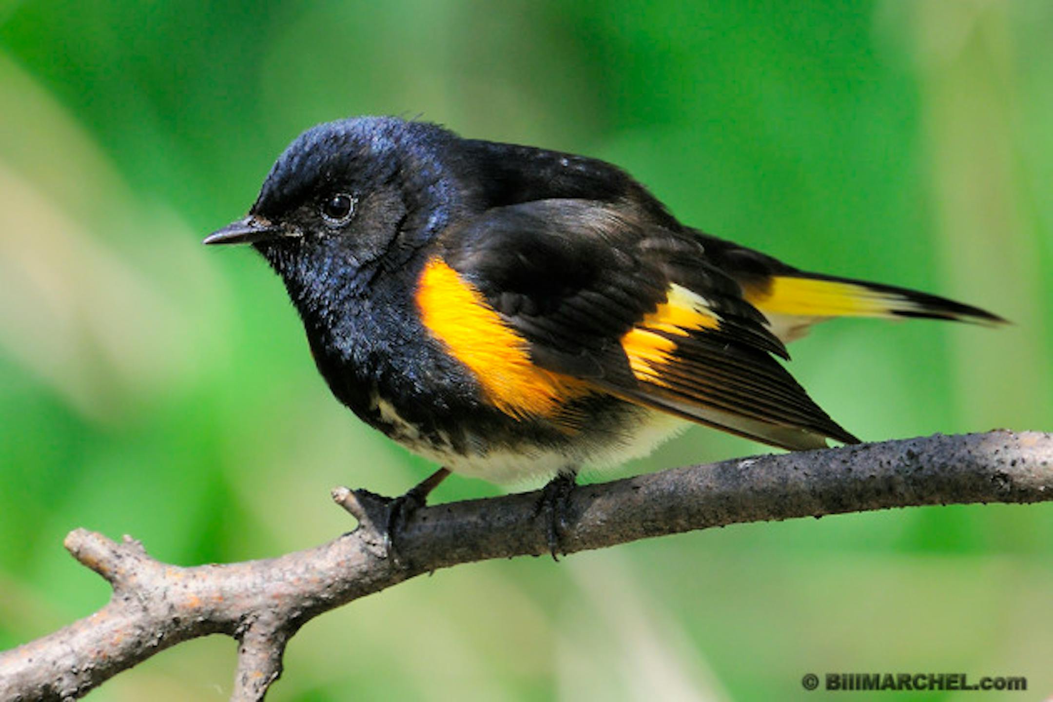 00976-001.04 American Redstart male is perched in shrub while foraging for insects.