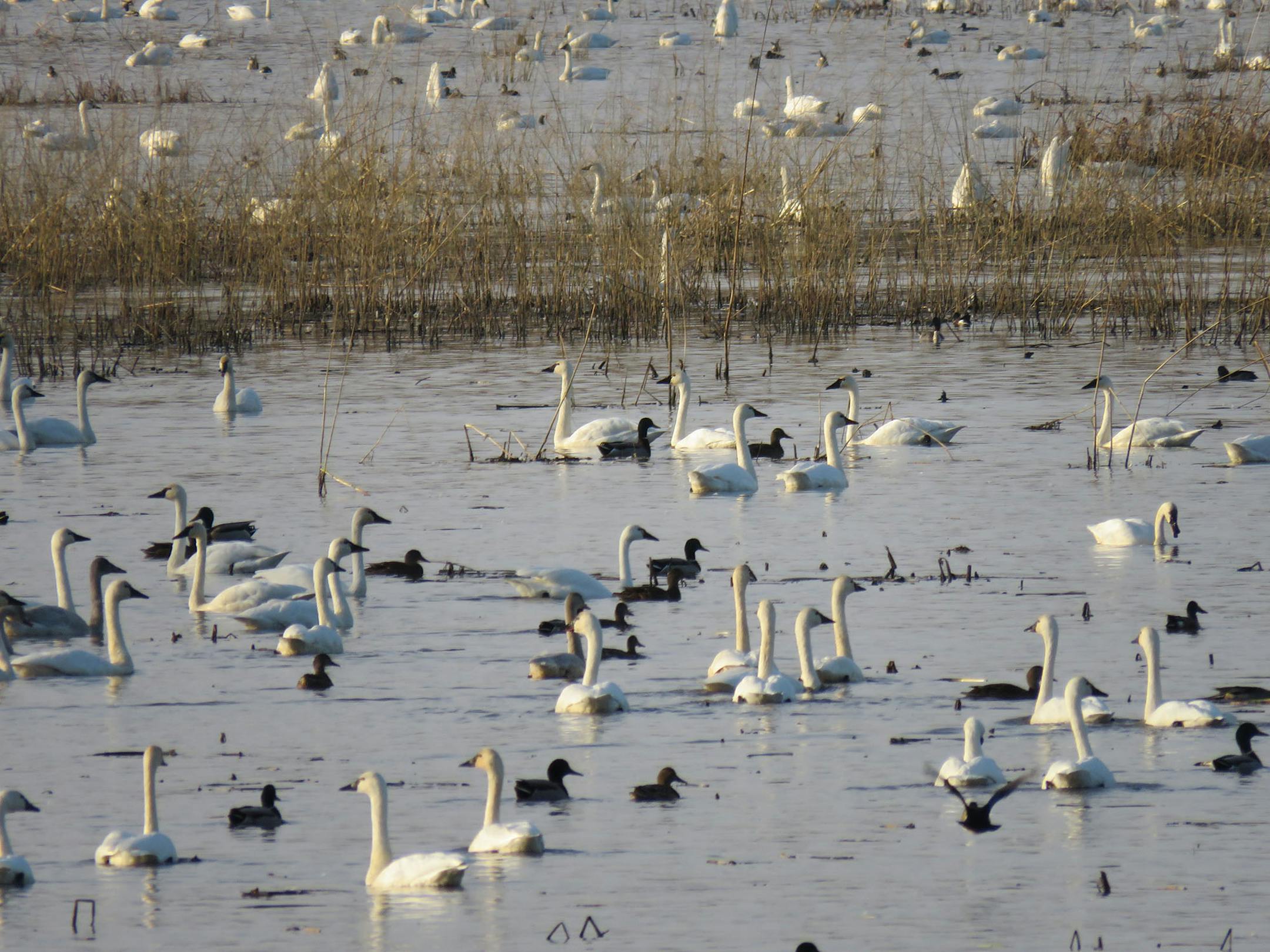 Tundra swans congregated in the Weaver (Minn.) Bottoms near the Whitewater Wildlife Management Area.