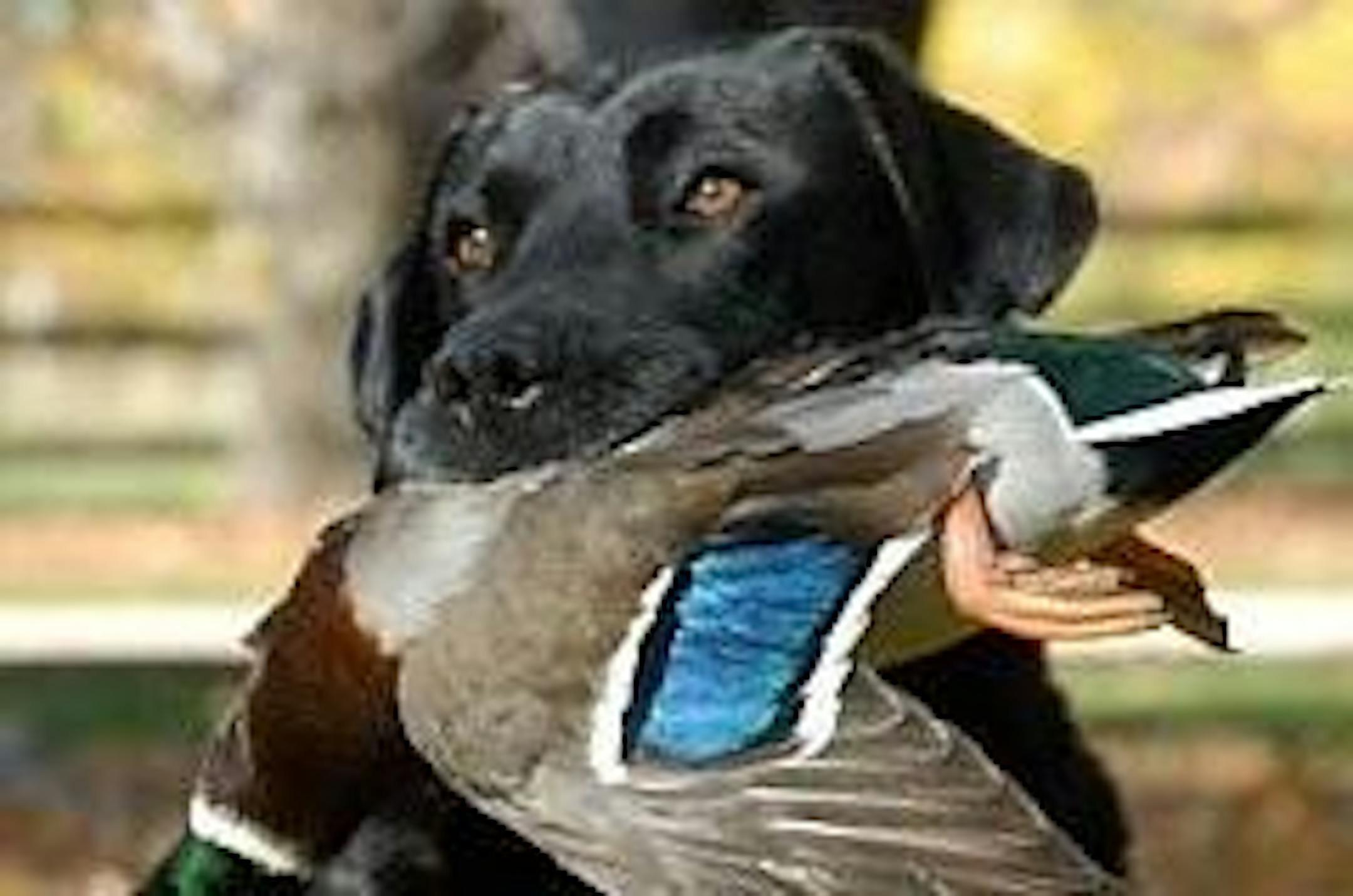 Watching your dog carefully for lameness and other symptoms will help guard against Lyme disease.