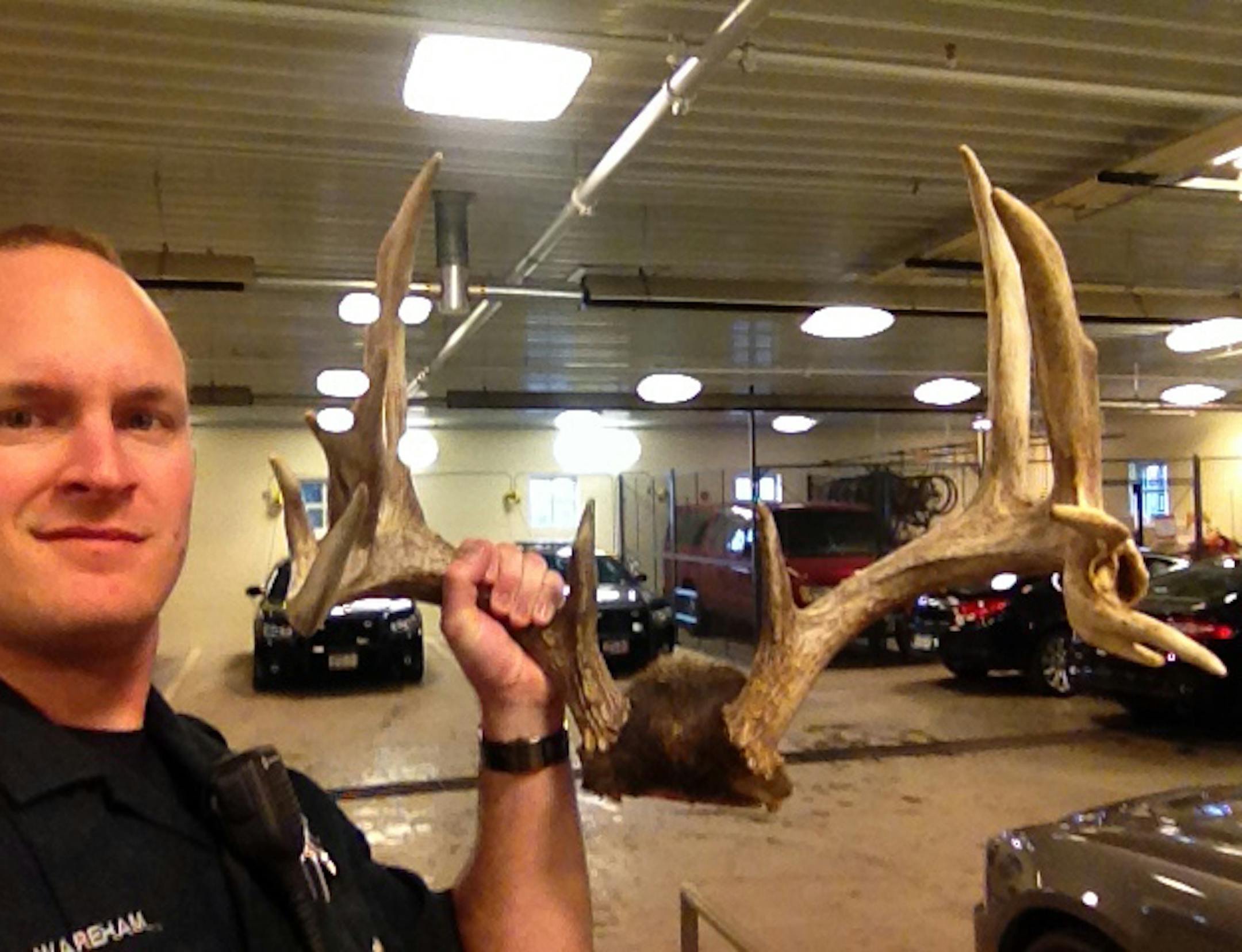 A Shorewood, MN resident called police for two deer stuck together by their antlers. Unfortunate, it was reported that one of the deer had already died. Officers and a local resident were able to free the live deer with the use of a Taser and saw." Here, Officer John Wareham holds the deer rack. Credit: South Lake Minnetonka Police Department.