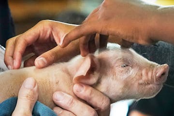 Vet Dr. Robert Skinner held a newborn piglet for fairgoers to pet at the CHS Miracle of Birth Center Tuesday, Aug. 30, 2022 at the Minnesota State Fai