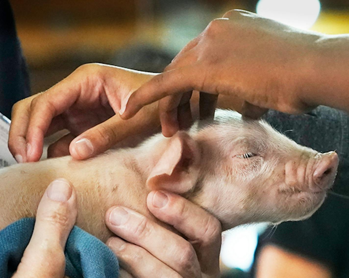 Vet Dr. Robert Skinner held a newborn piglet for fairgoers to pet at the CHS Miracle of Birth Center Tuesday, Aug. 30, 2022 at the Minnesota State Fair in Falcon Heights, Minn. The Minnesota State Fair Foundation, which is celebrating its 20th anniversary, has poured more than $16 million in the fair, including the center. ]