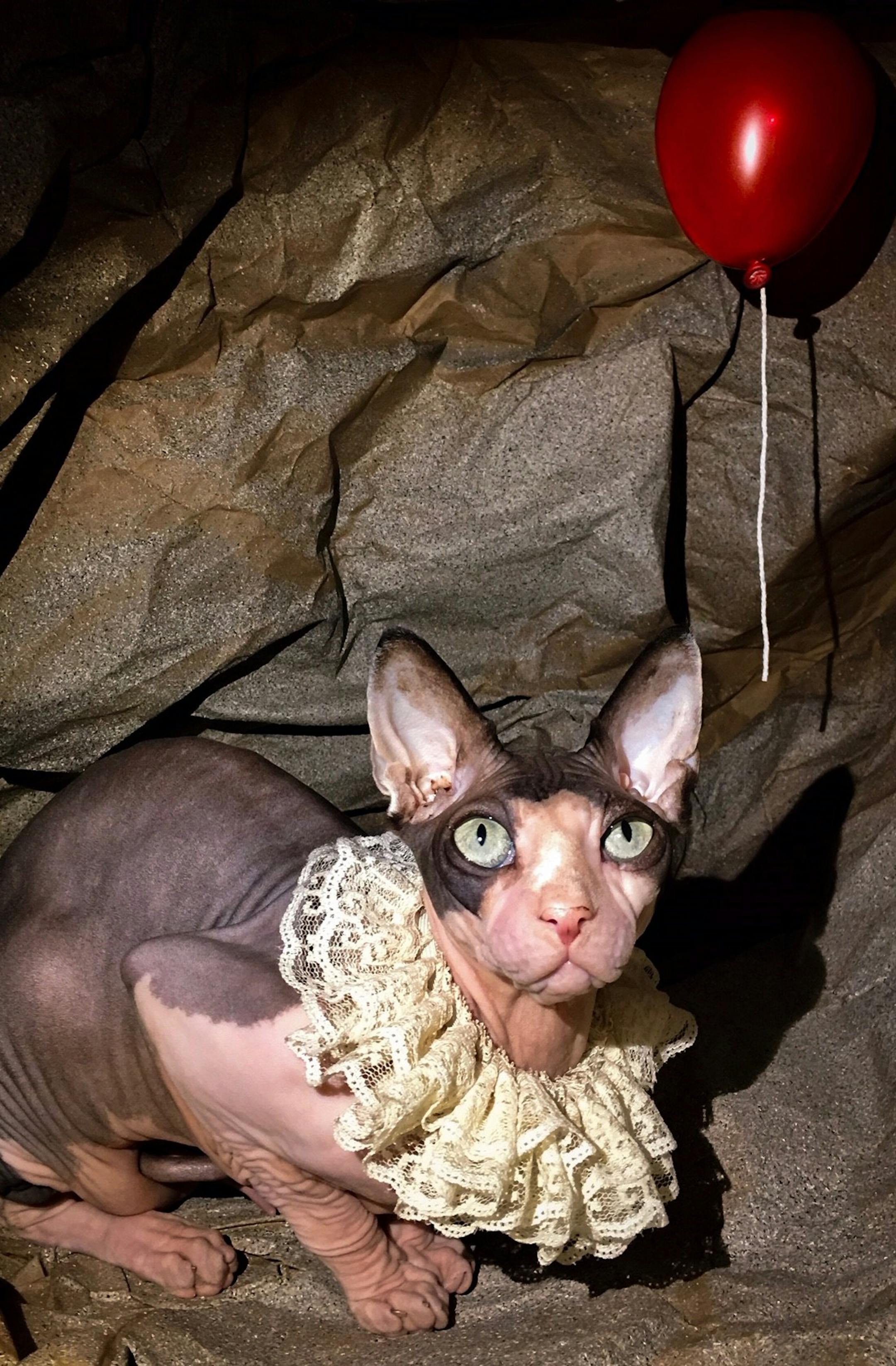 Scary:
First place
Pet: Remy
Owner: Jami Kenyon, of Forest Lake
Comment: Kenyon was inspired by the Stephen King movie, “It: Chapter Two,” to turn her hairless sphynx cat, Remy, into the evil clown, Pennywise. Kenyon’s other sphynx cat, Loki, was a winner in the scary category in our contest last year. 2019 Halloween Pet Costume Contest
