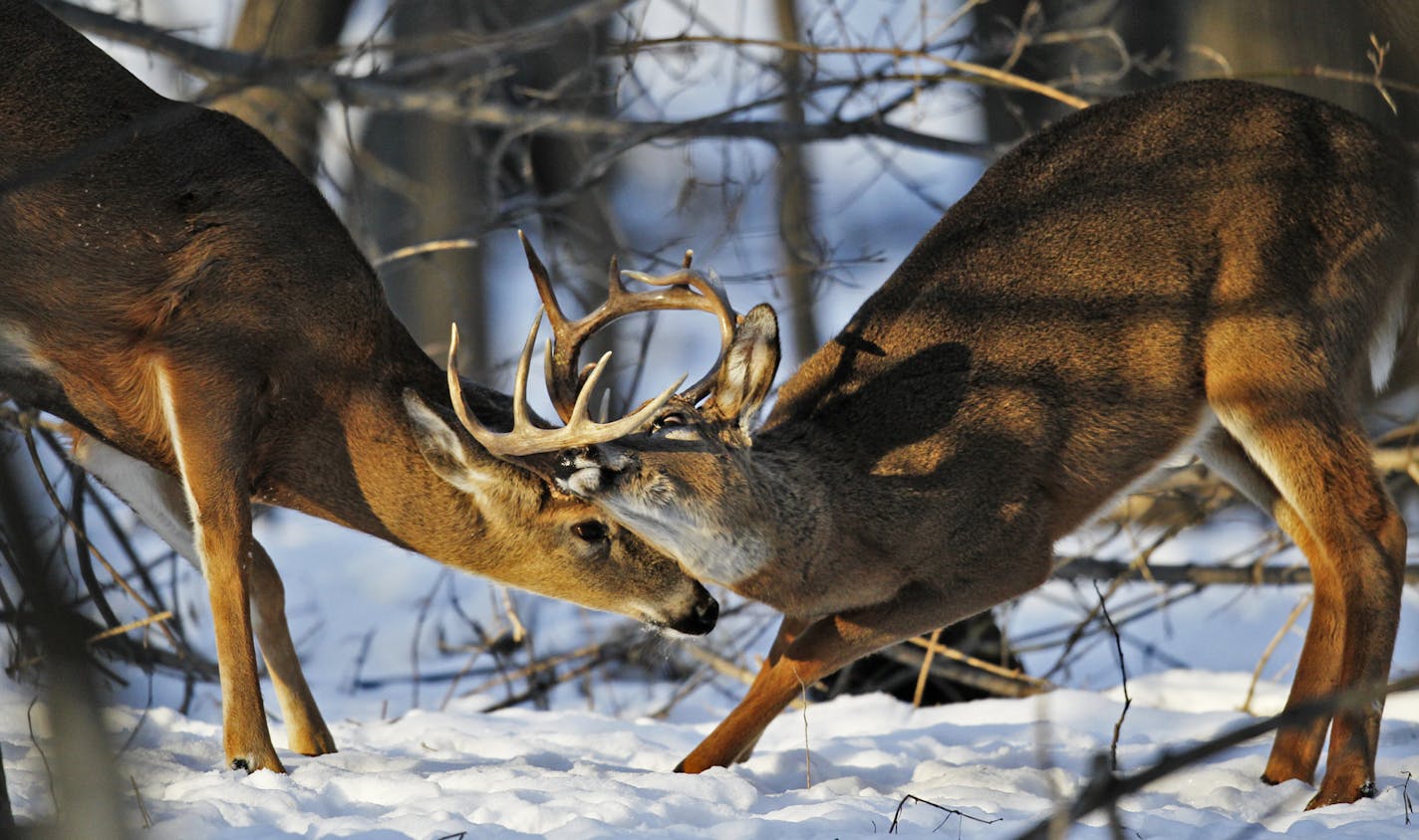 A pair of whitetail bucks battled in the woods near the Minnesota River in Fort Snelling State Park.