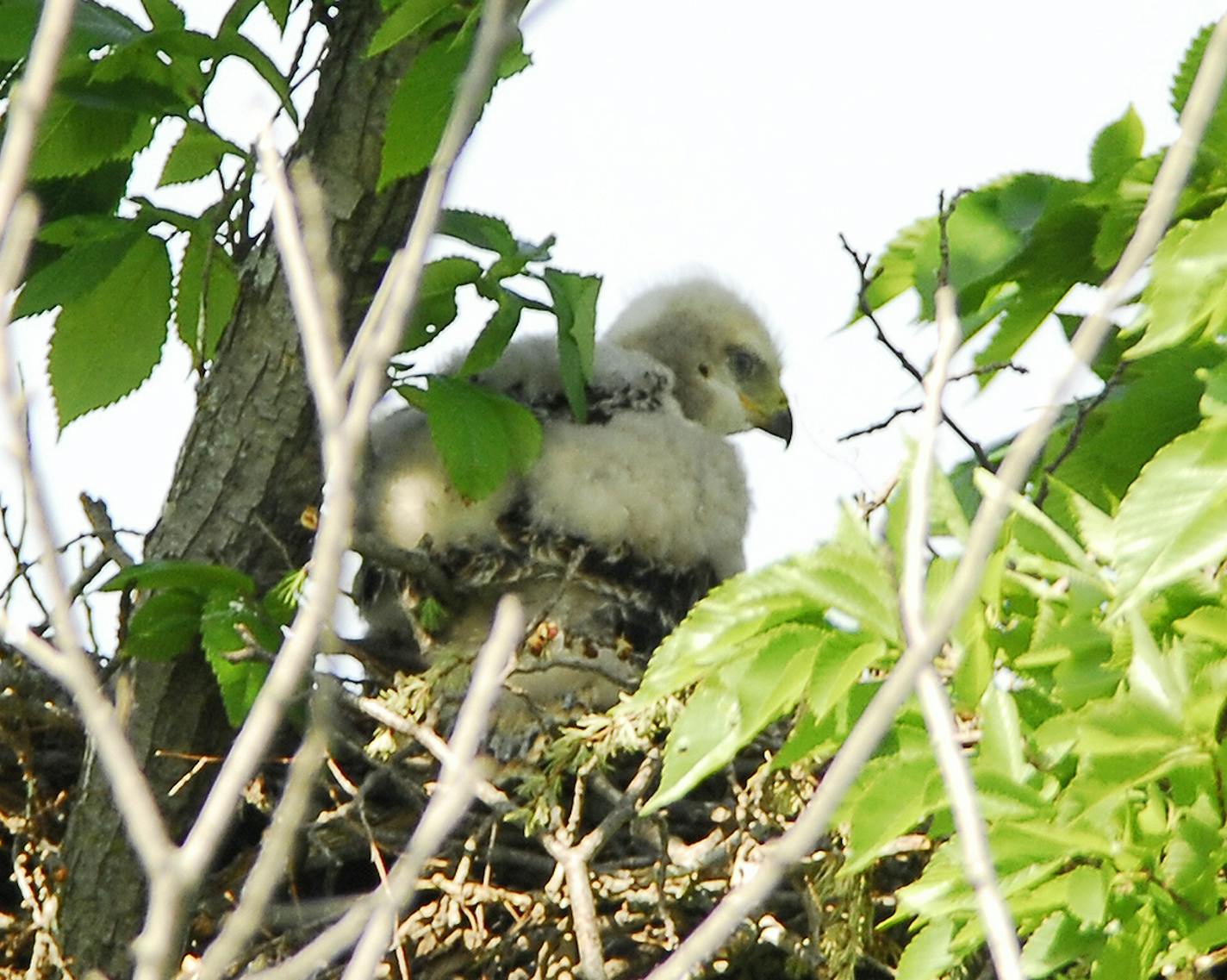 Photos by Jim Williams 1. A very young red-tailed hawk, still covered in down, peers from its nest in early summer.