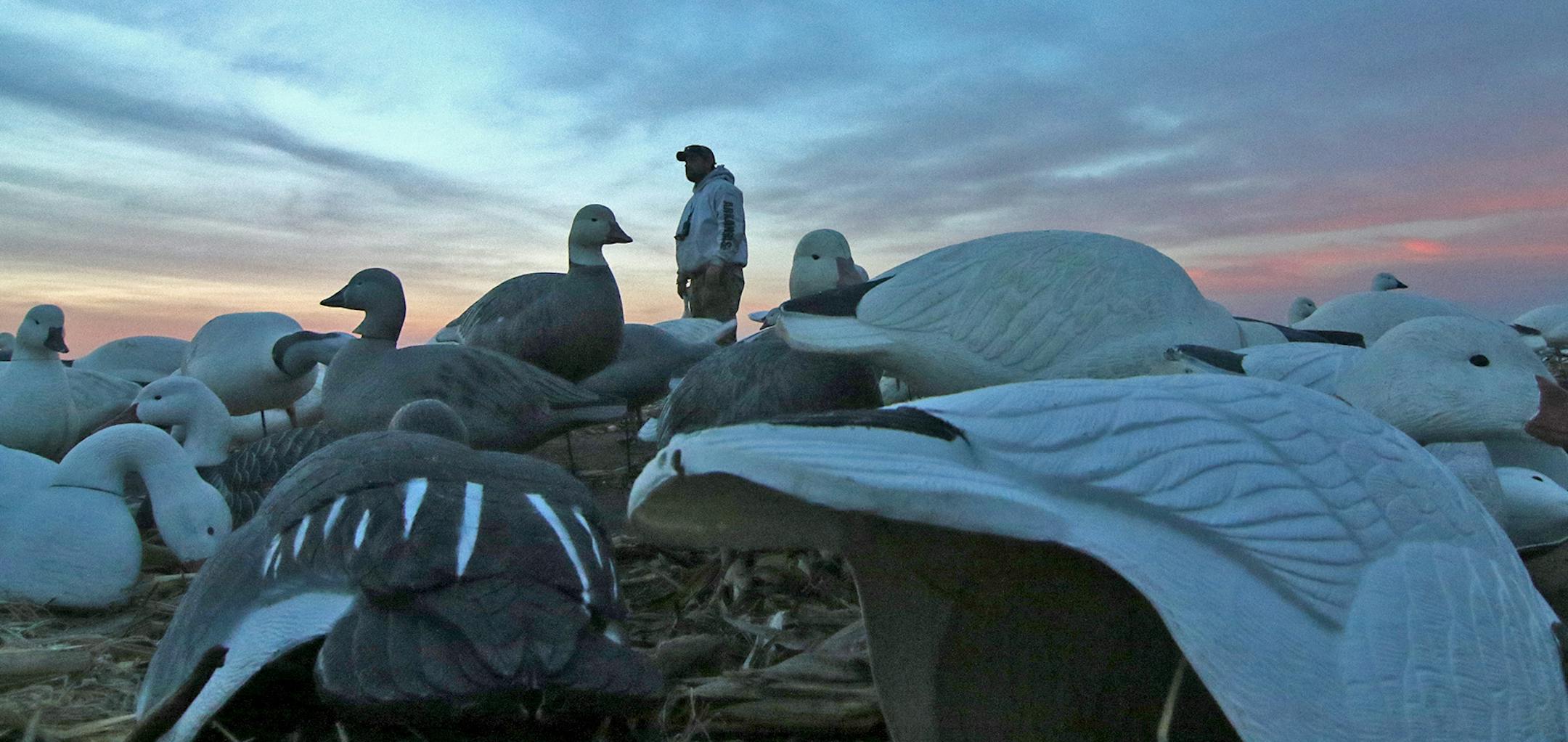 Josh Craig of Watertown, S.D., checks a spread if goose decoys arranged around a pit blind west of Henry, S.D. In late-season of the spring migration of snow geese, juvenile birds can be lured in more easily than adult birds that lead the migration.