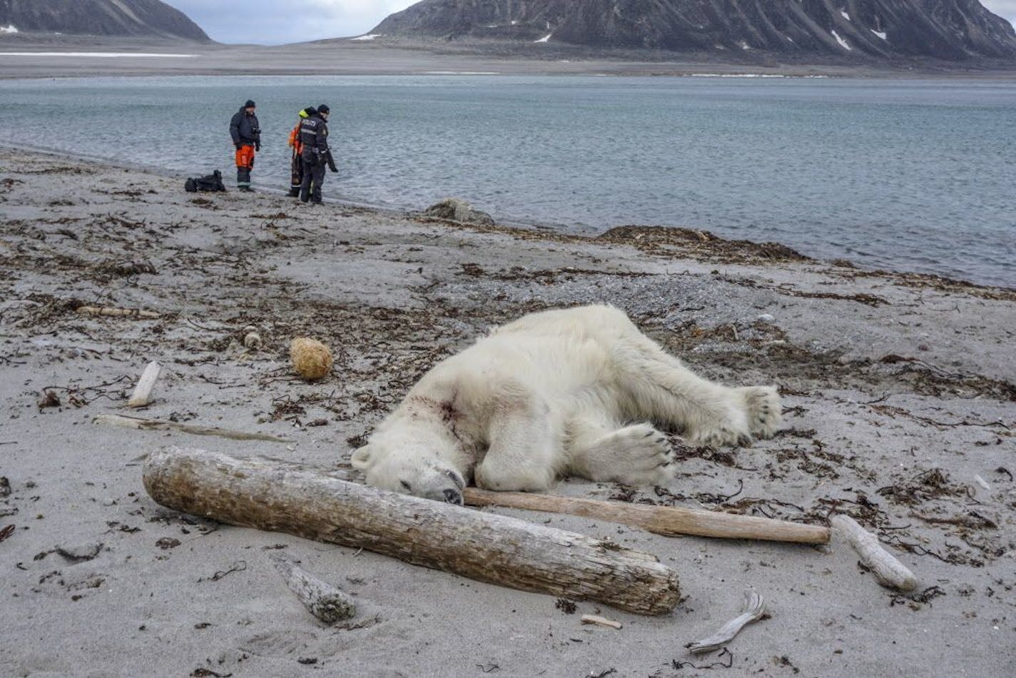 Authorities search the coastline, Saturday, July 28, 2018, after a polar bear attacked and injured a polar bear guard who was leading tourists off a cruise ship on the Svalbard archipelago archipelago between mainland Norway and the North Pole. The polar bear was shot dead by another employee, the cruise company said.