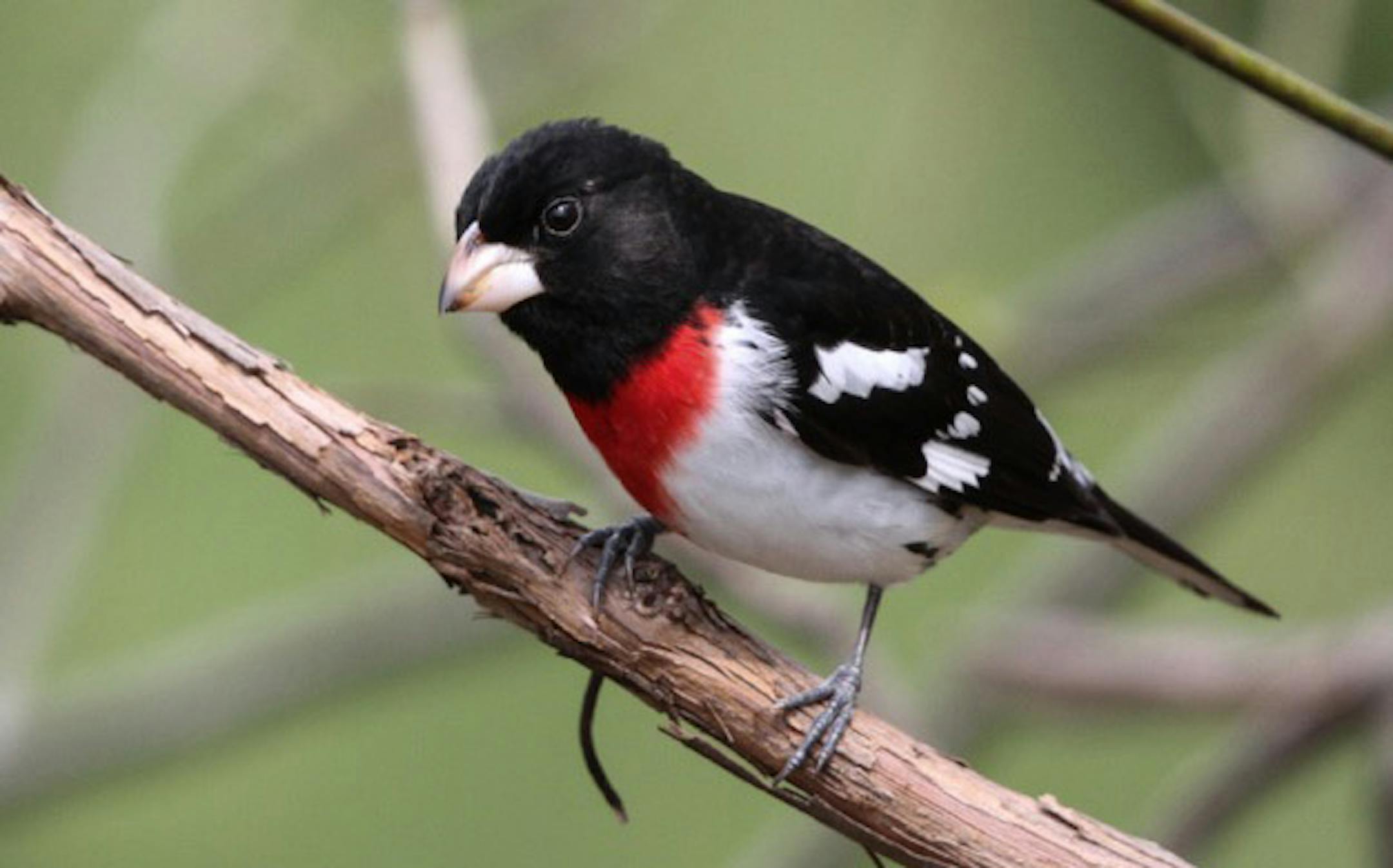 Photo by Don Severson A male rose-breasted grosbeak looks as if heís contemplating another foray into the tomato garden.