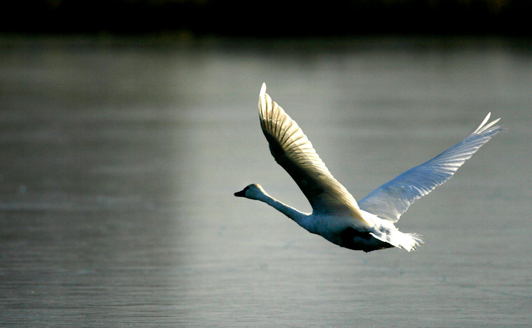 A lone tundra swan, spotted in Alma, Wis.