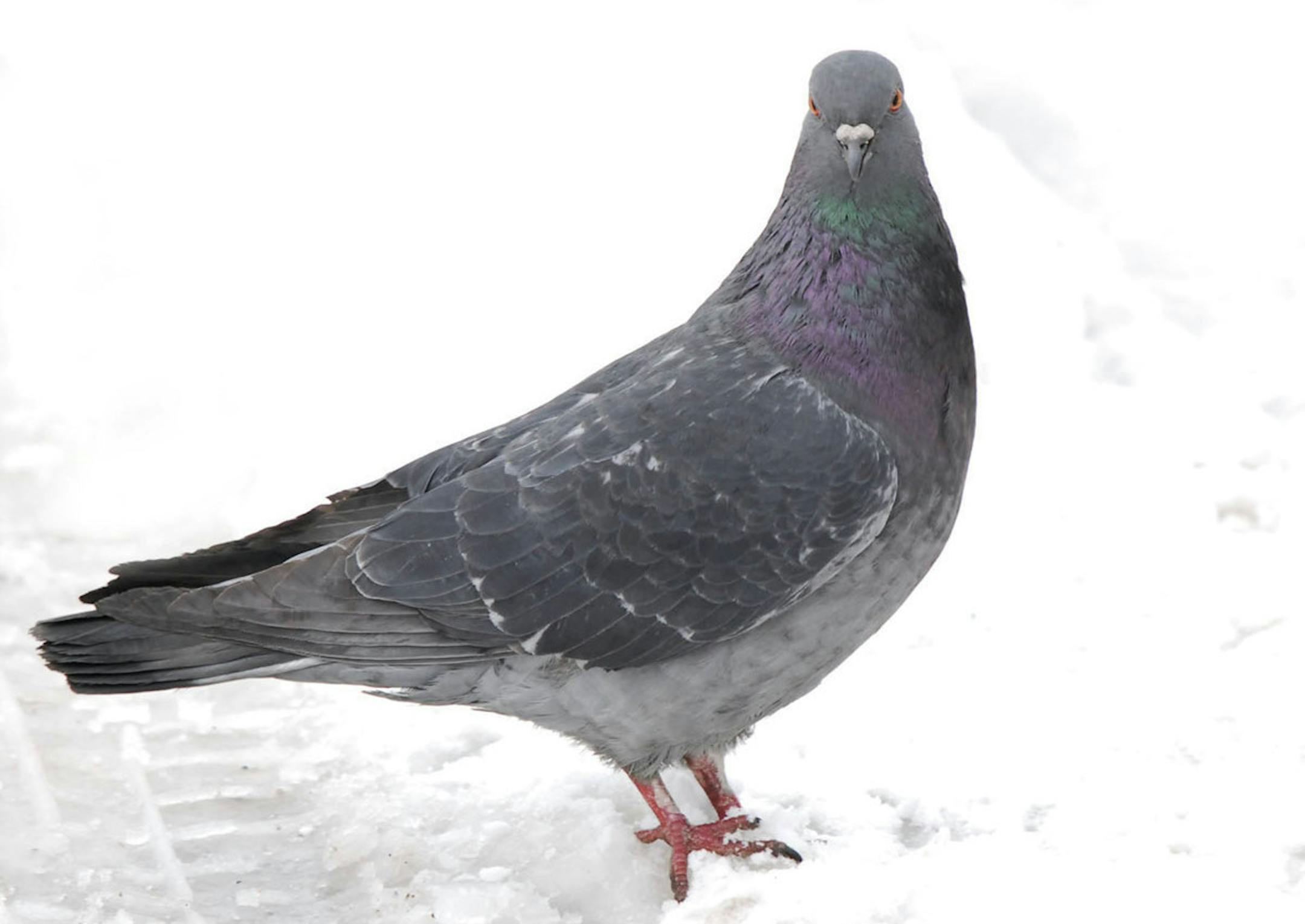 Pigeon, common, in snow Jim Williams, special to the Star Tribune