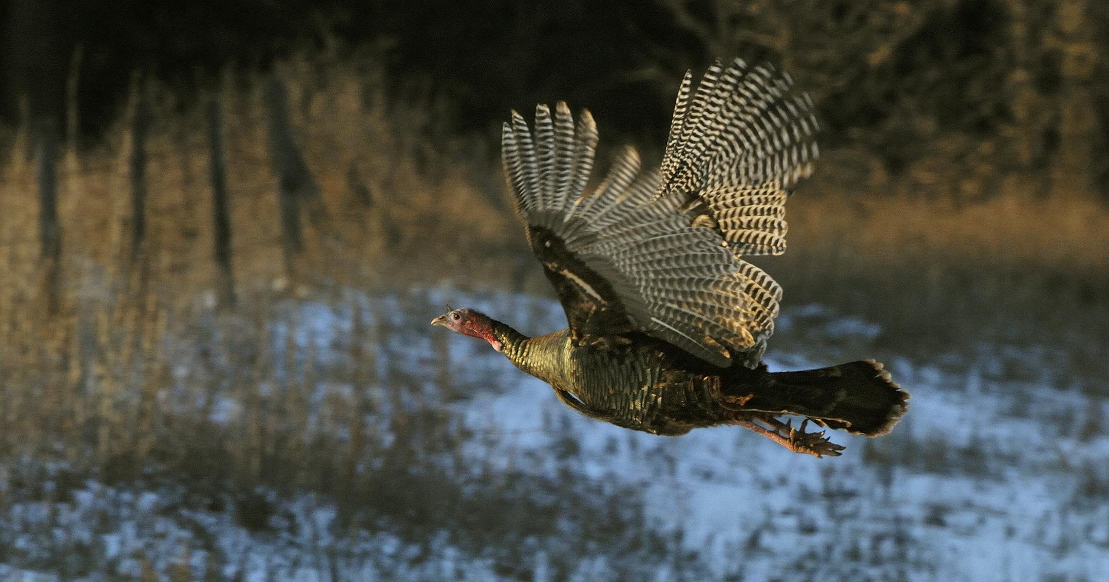 A wild turkey in flight like this big gobbler is truely an amazing sight. The large birds are amazingingly agile while on the wing.
