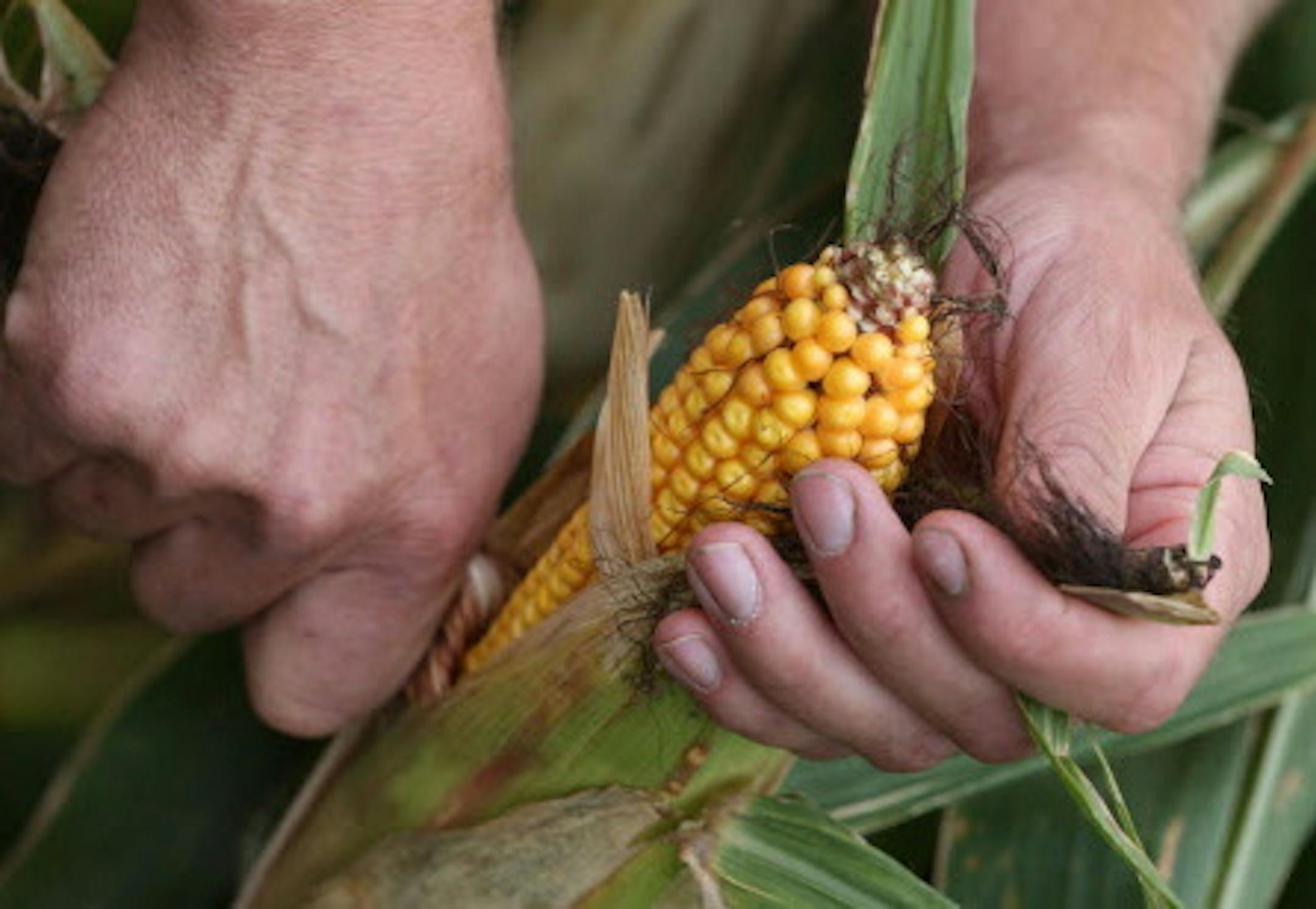 Dan Erickson, regional representative for the Minnesota Corn Growers Association examined his corn crop at his Alden Minnesota farm on 9/18/13. As autumn officially rolls in, we look at the outlook for harvests of corn and soybeans, MN's two largest crops. Upshot is that despite lack of precip since June, corn crop generally looks on par with last year, according to USDA, though there are regional variations (southeast Minnesota never recovered from early May snowfall). Dry conditions will hurt