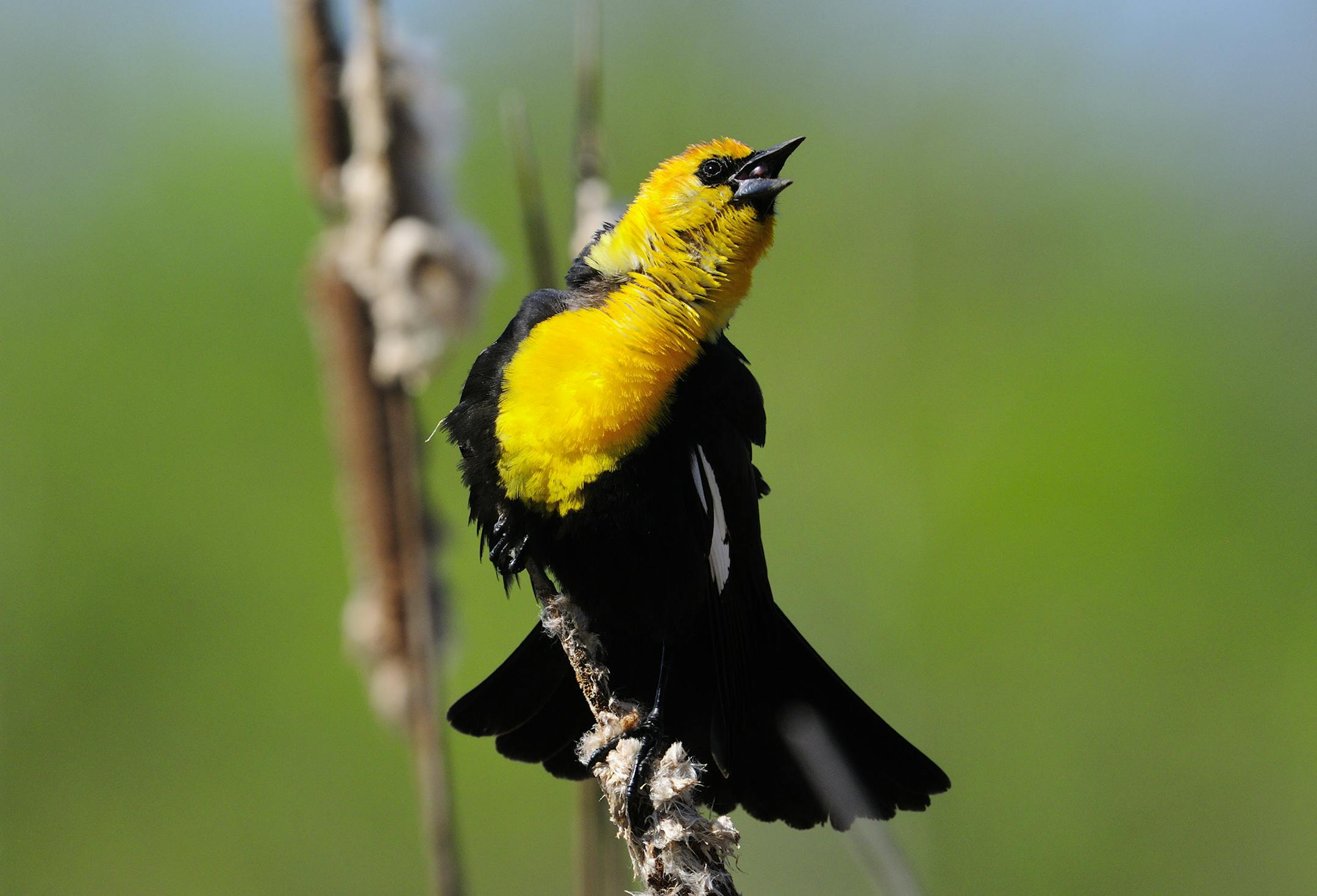 DO NOT USE. ONE-TIME ONLY WITH BILL MARCHEL COPY. Photo by Bill Marchel. Yellow-headed blackbirds typically nest in colonies. Where there's one there are likely others.